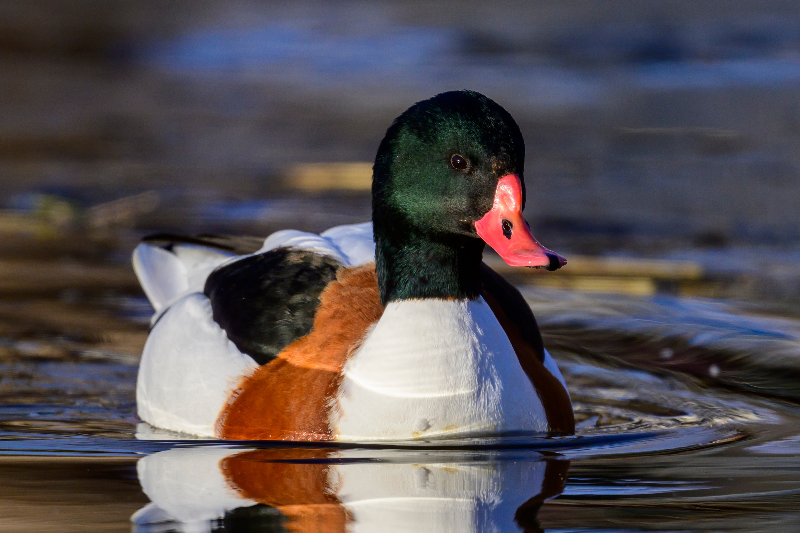 Нырки, пеганки, лебеди. Pochards, shelducks, swans. Wildlife photography by Sergey Puponin