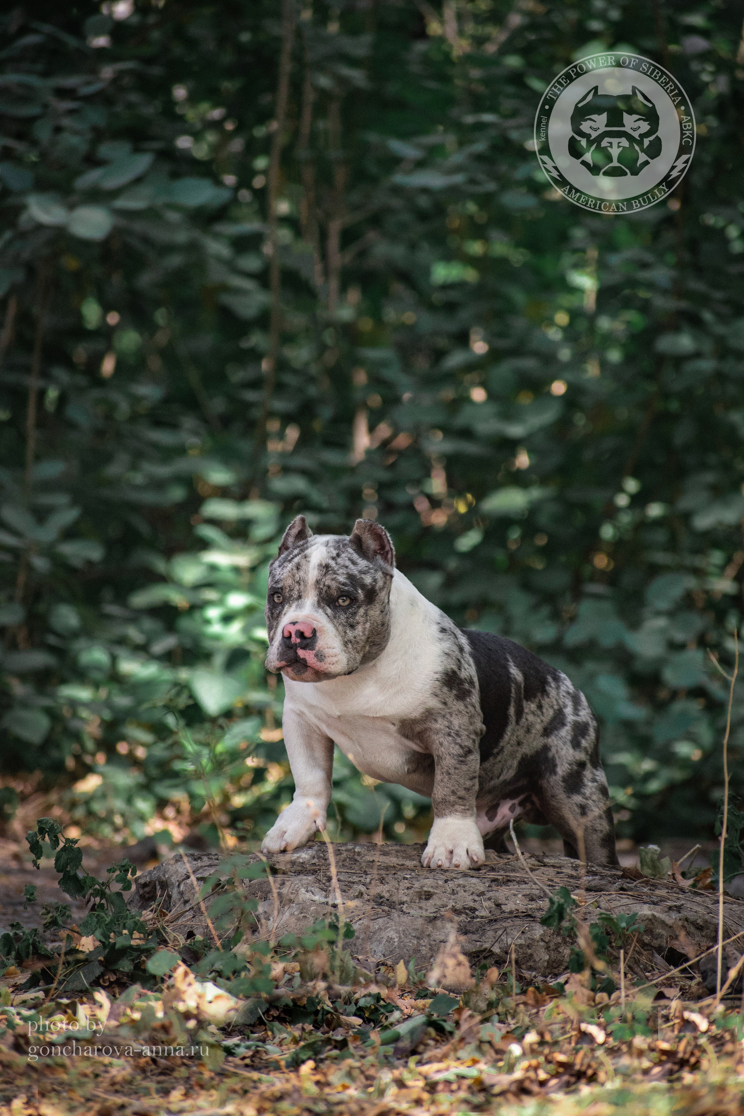 булли в мраморном окрасе фото на природе