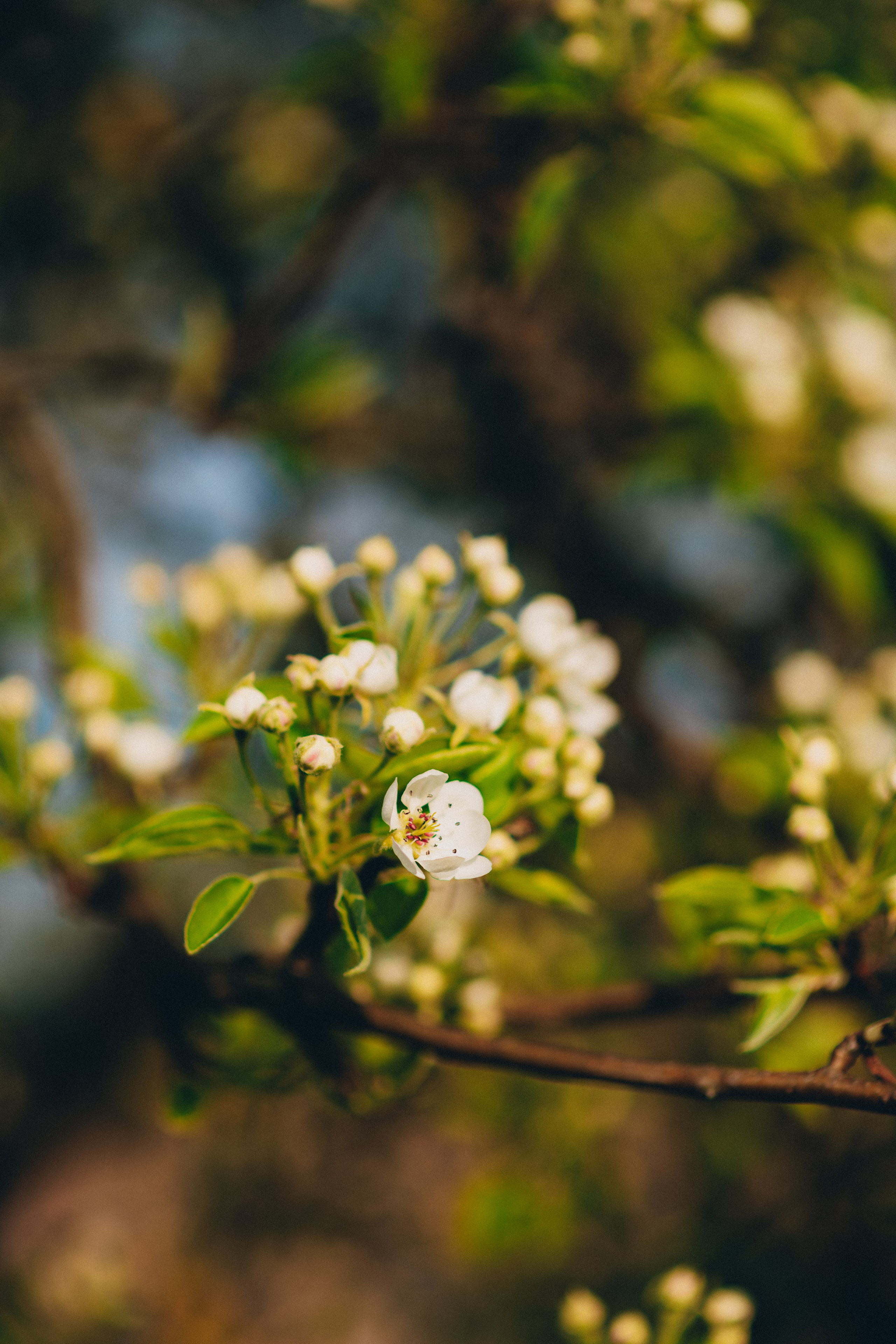 Фотограф Екатерина Черноуцкая