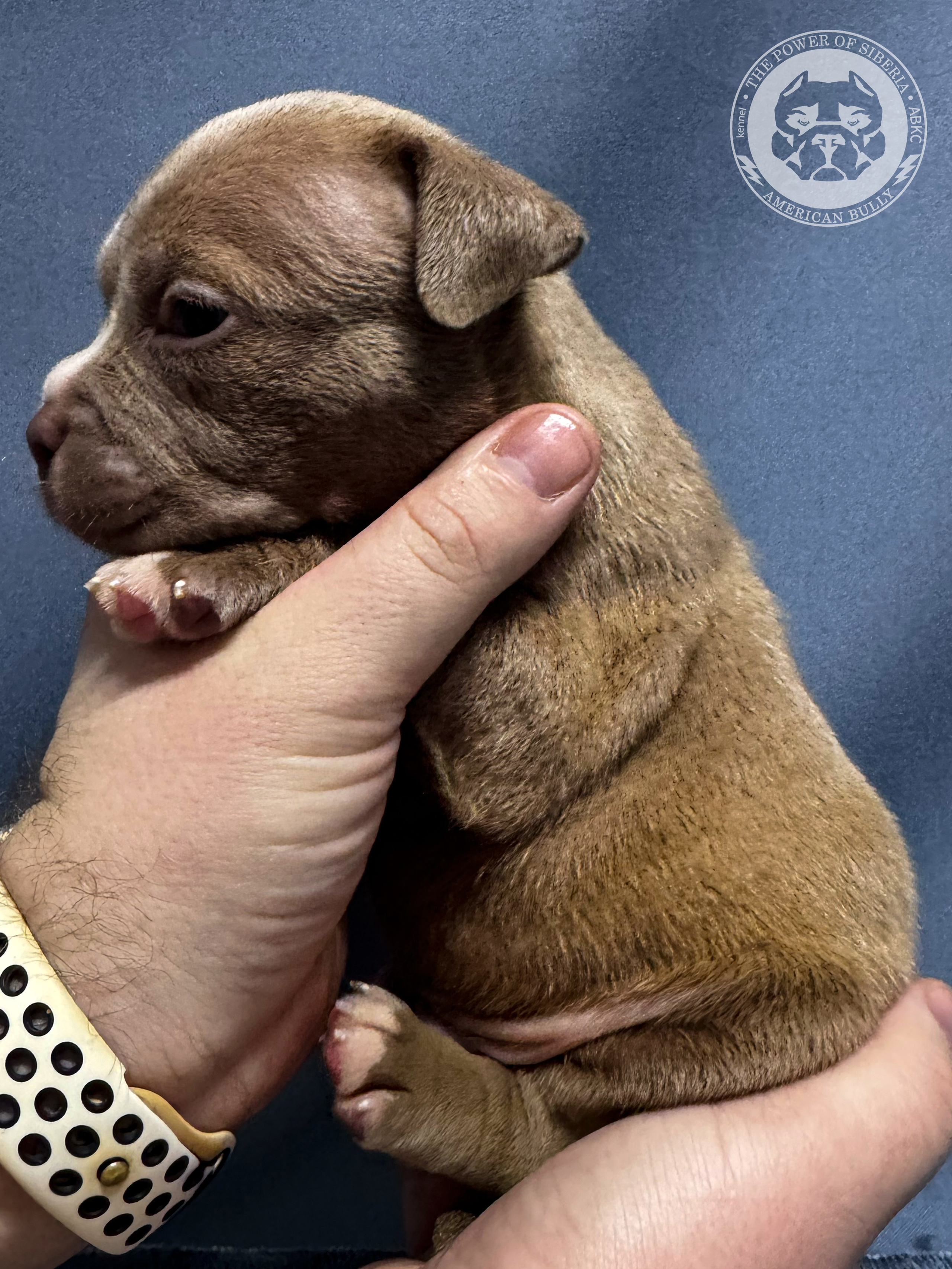 Все свободные щенки. Американский Булли в г. Ростов-на-Дону. Питомник THE POWER OF SIBERIA