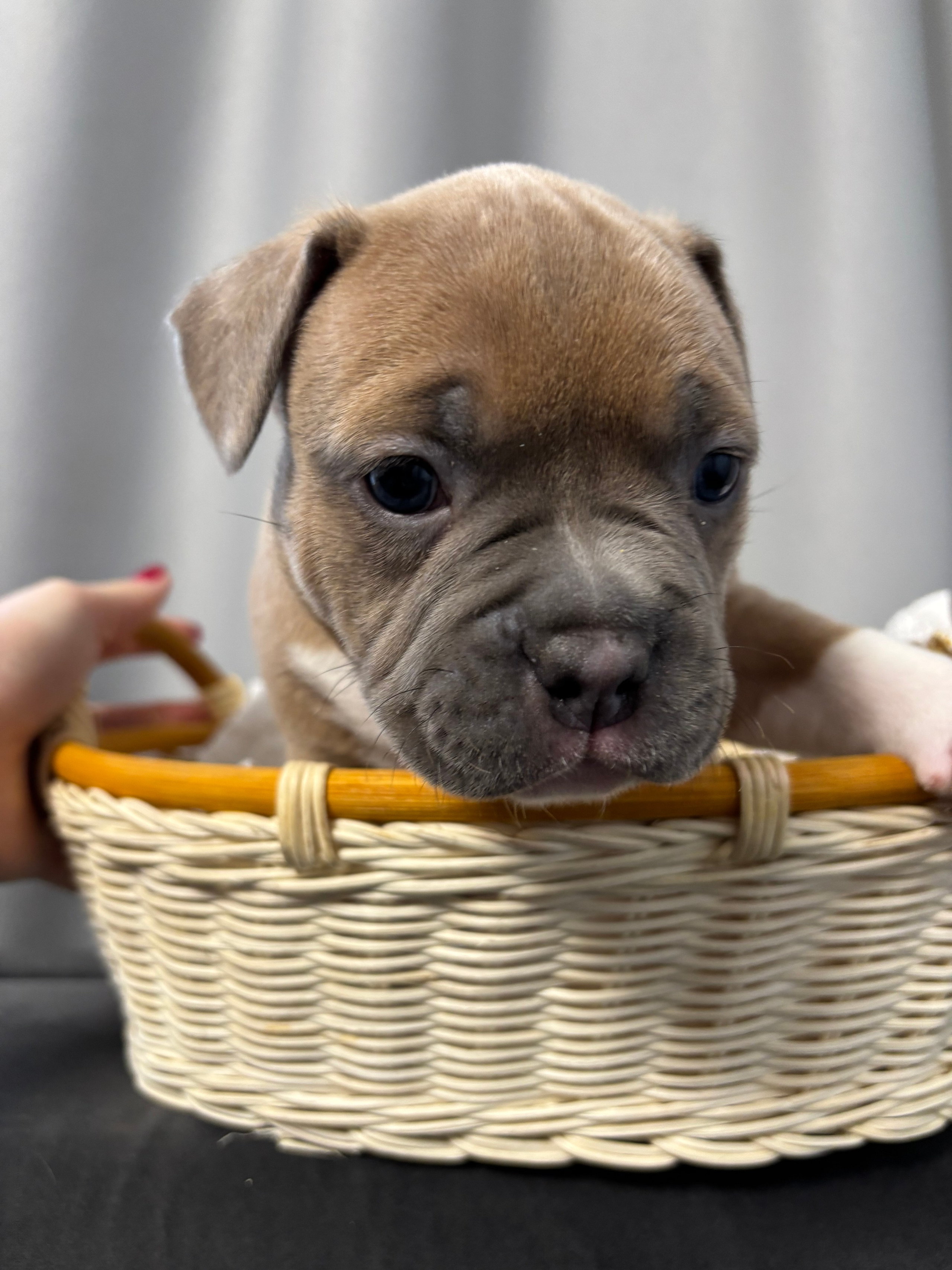 Помет Рич и Дося 04.02.25. Американский Булли в г. Ростов-на-Дону. Питомник THE POWER OF SIBERIA