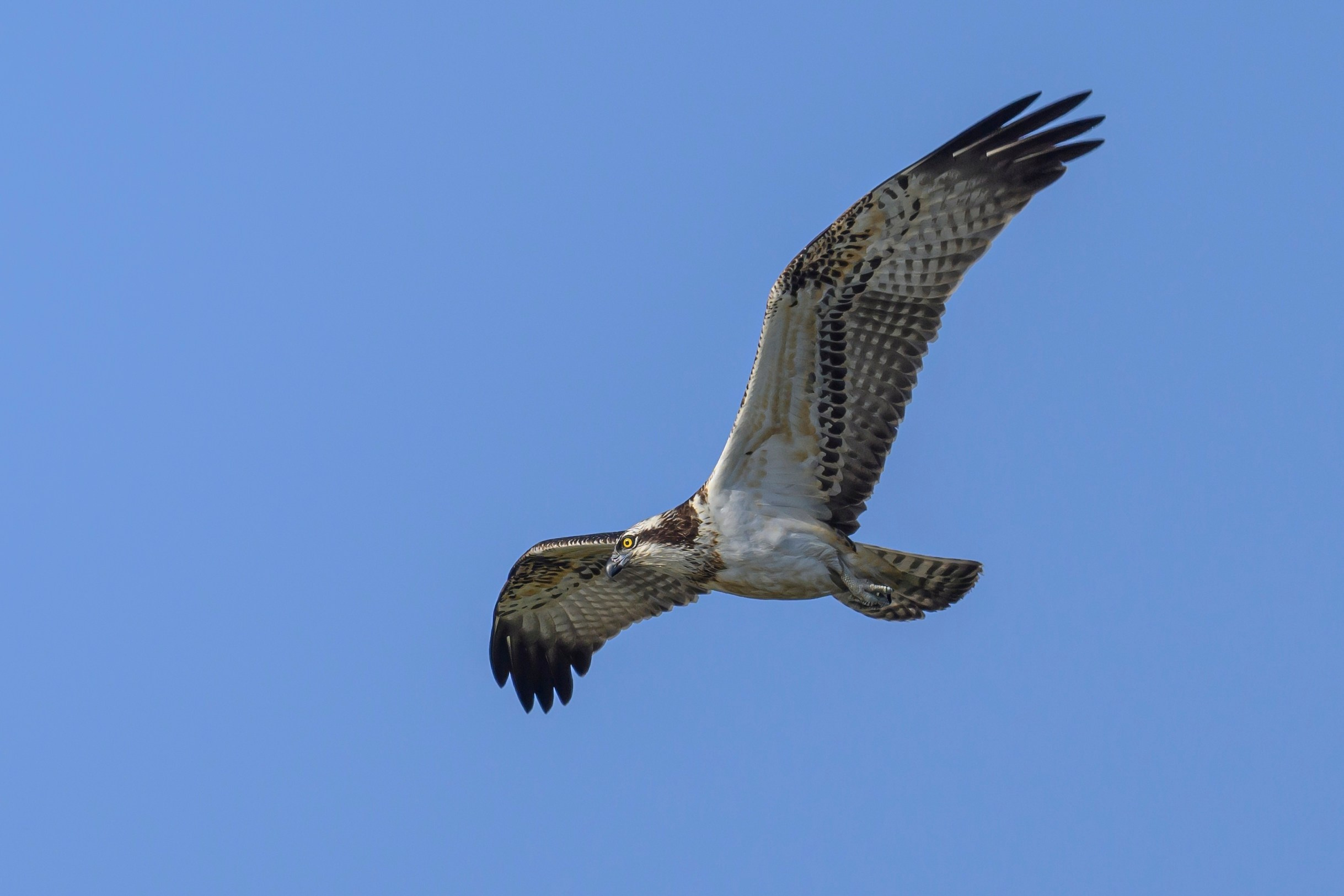 Скопа и канюк. The Osprey and the Buzzard. Фотограф Сергей Пупонин