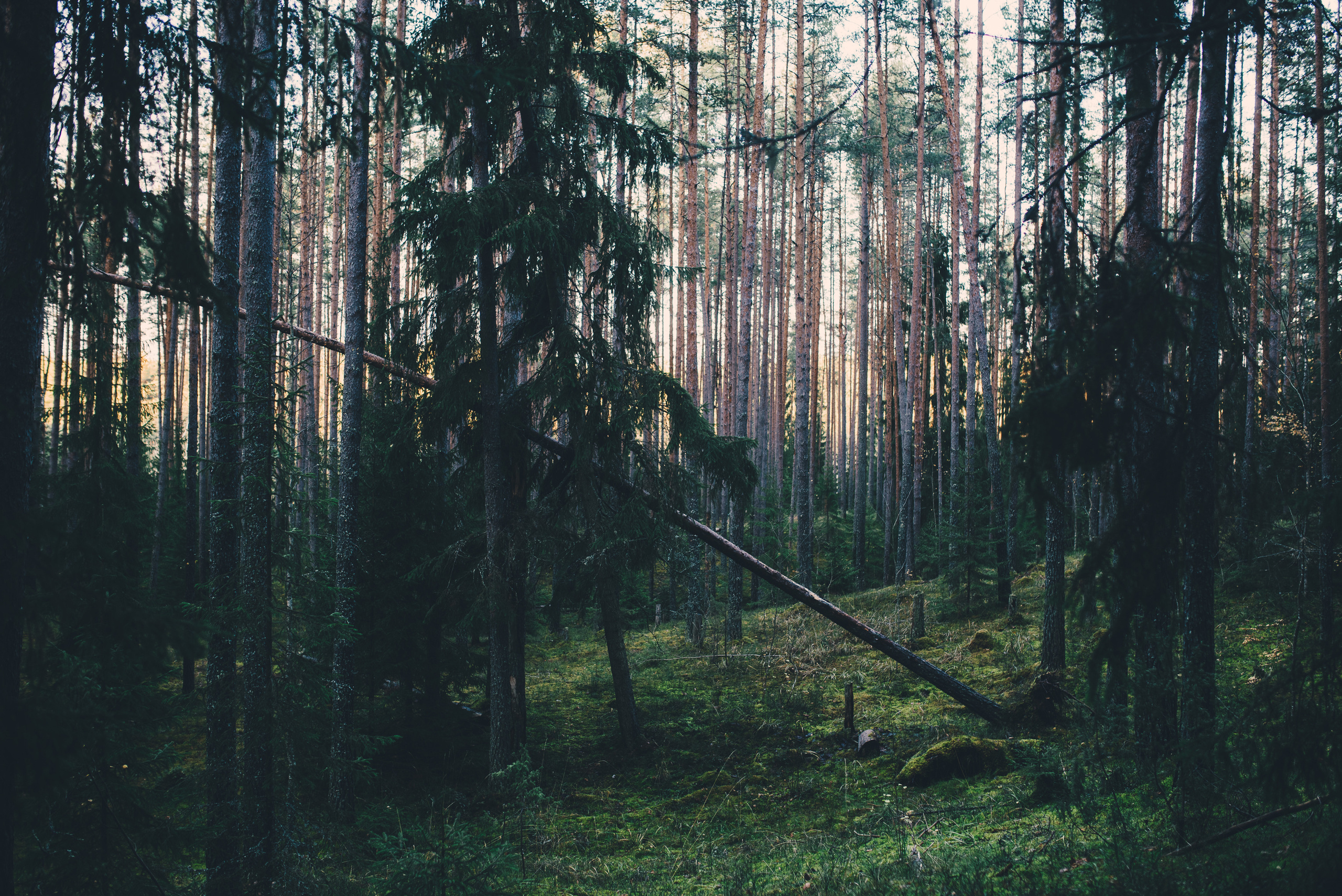 Deep forest. Фотограф Денис Неместо, портрет, репортаж