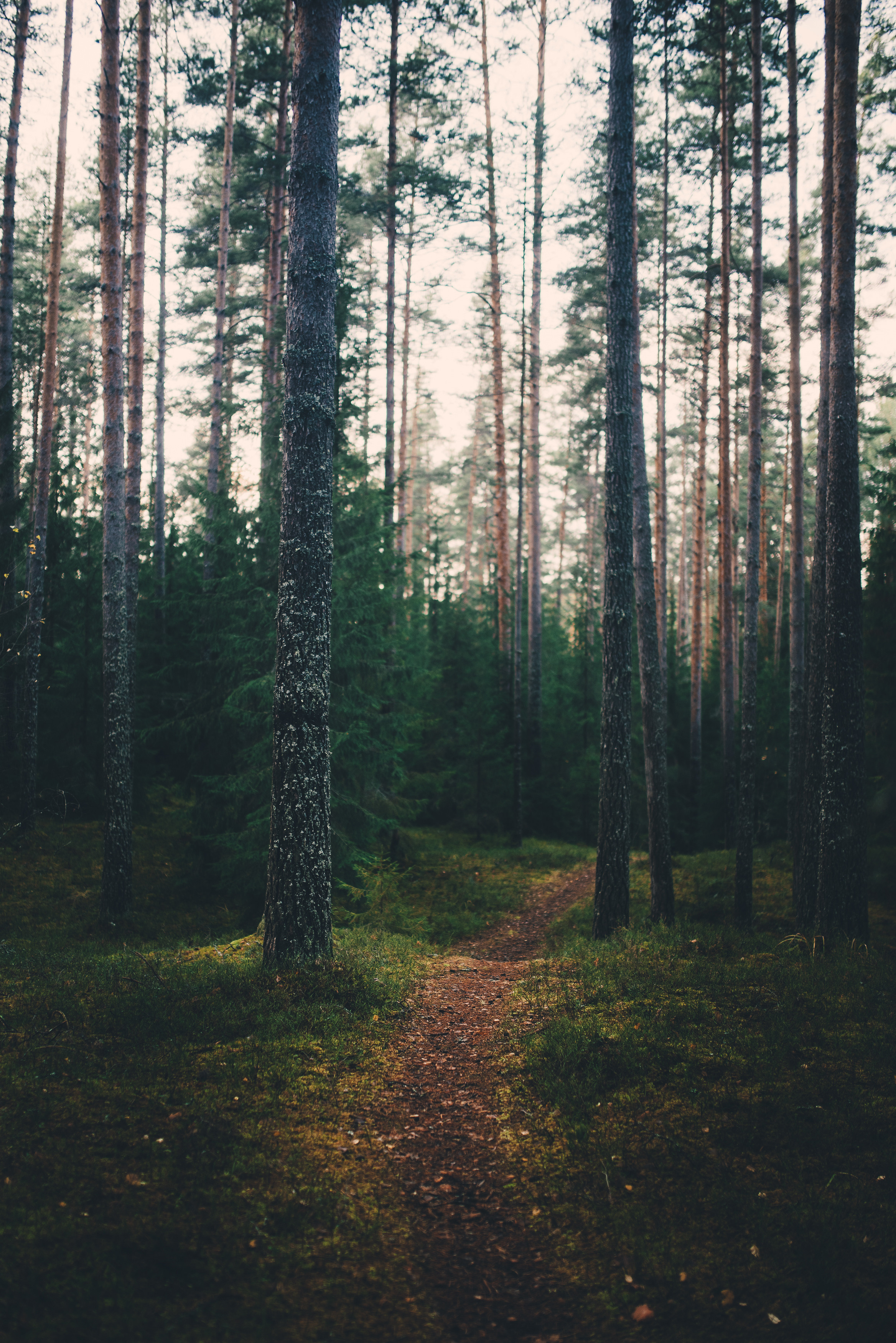 Deep forest. Фотограф Денис Неместо, портрет, репортаж