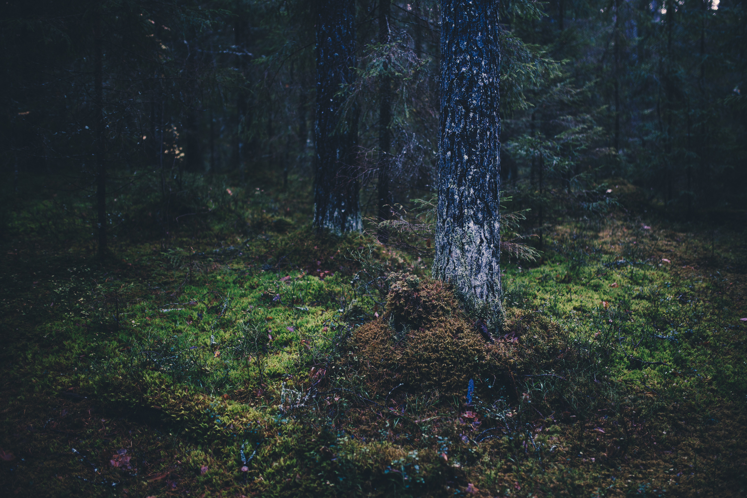 Deep forest. Фотограф Денис Неместо, портрет, репортаж