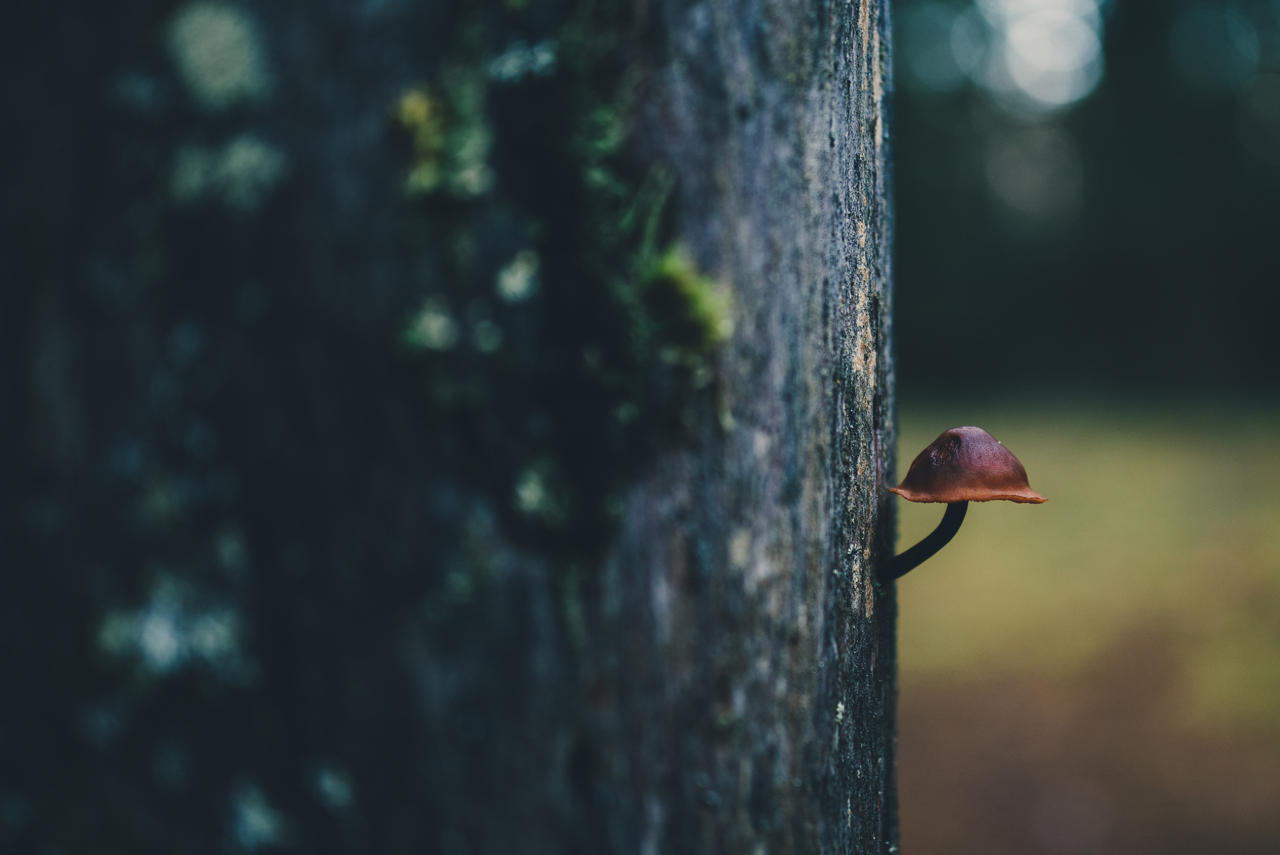 Deep forest. Фотограф Денис Неместо, портрет, репортаж