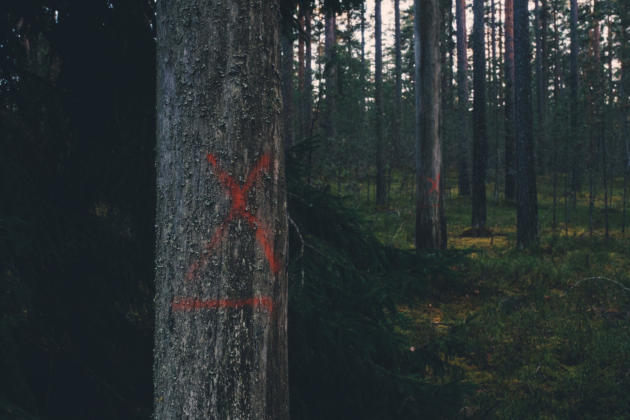 Deep forest. Фотограф Денис Неместо, портрет, репортаж