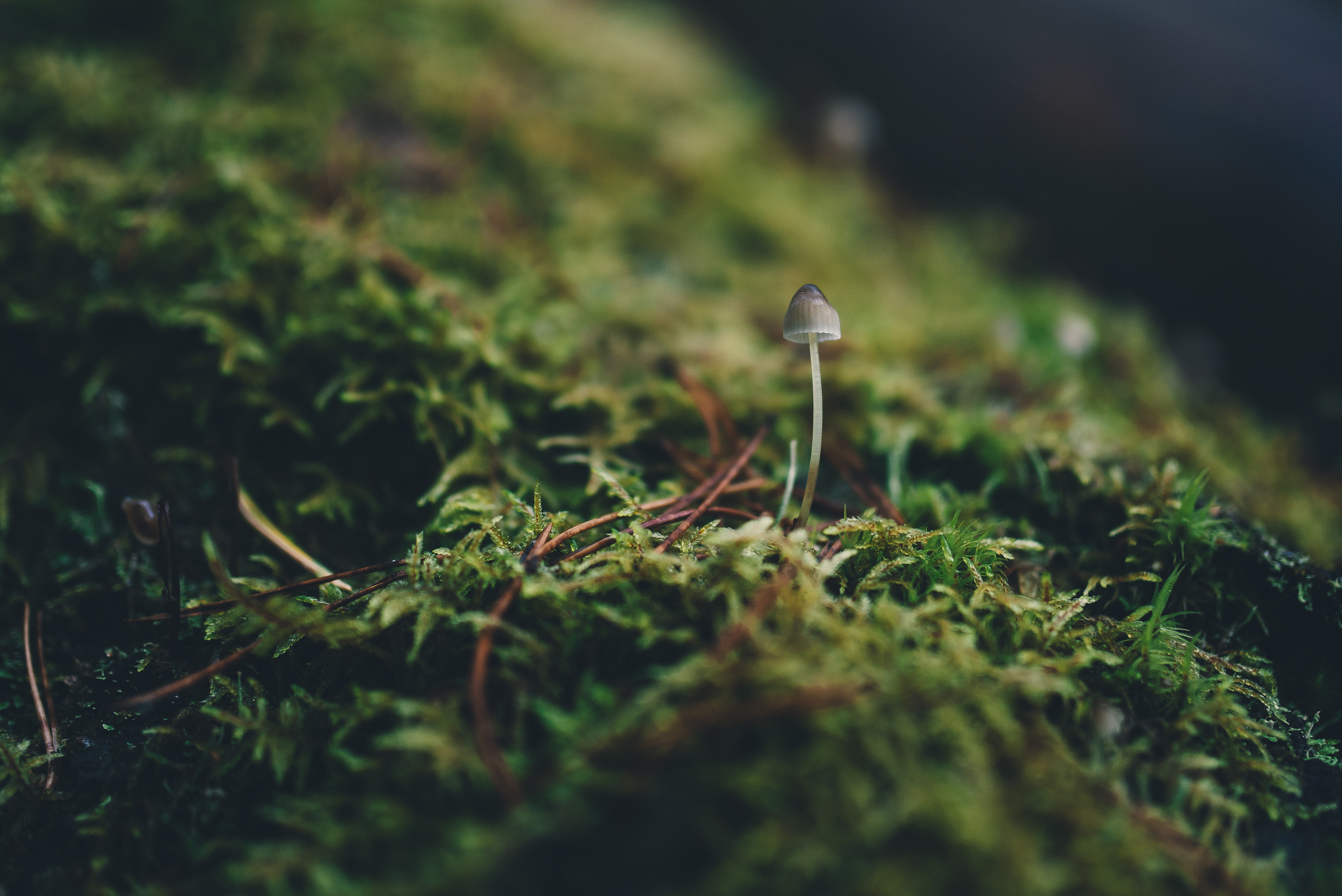 Deep forest. Фотограф Денис Неместо, портрет, репортаж