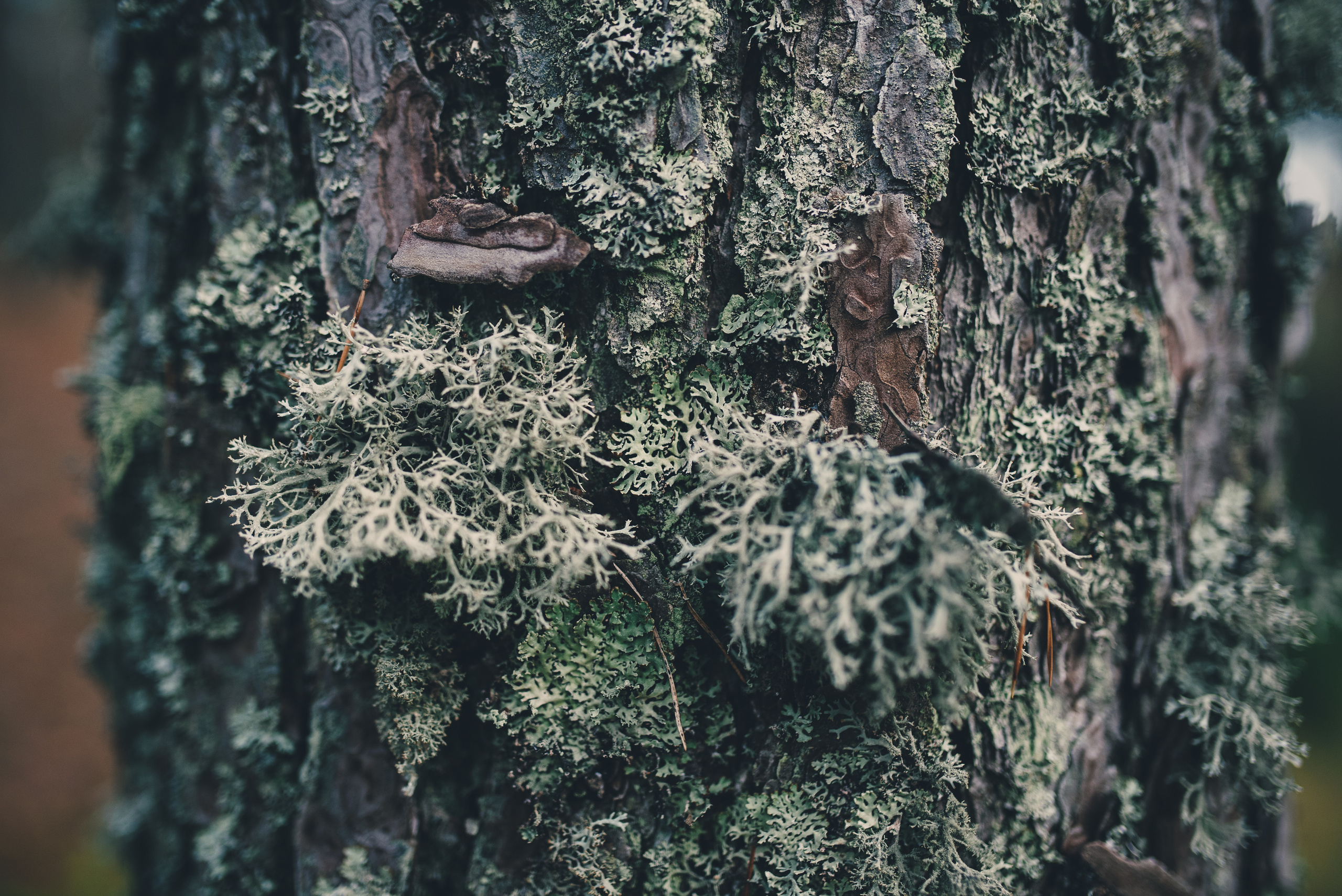 Deep forest. Фотограф Денис Неместо, портрет, репортаж