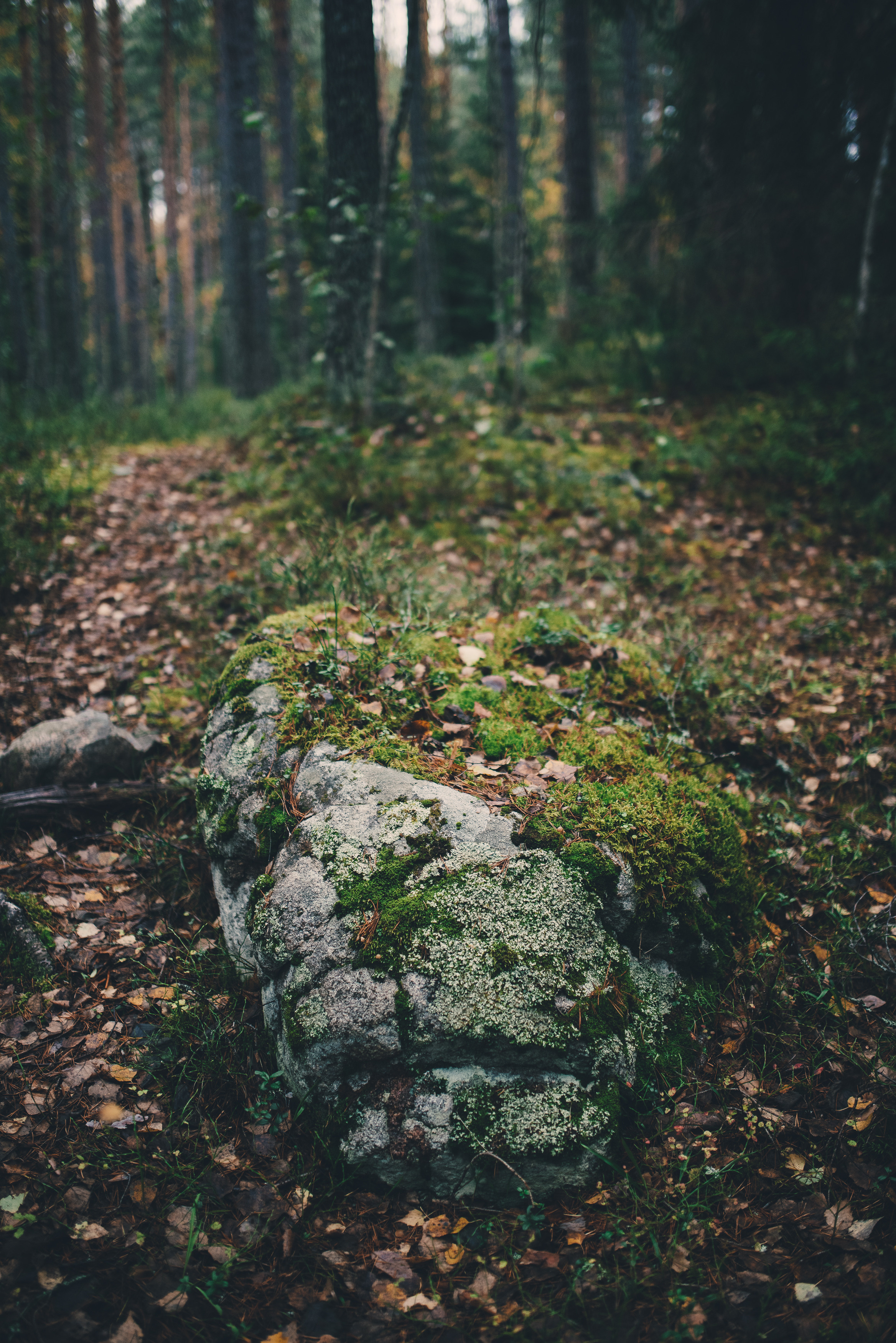 Deep forest. Фотограф Денис Неместо, портрет, репортаж
