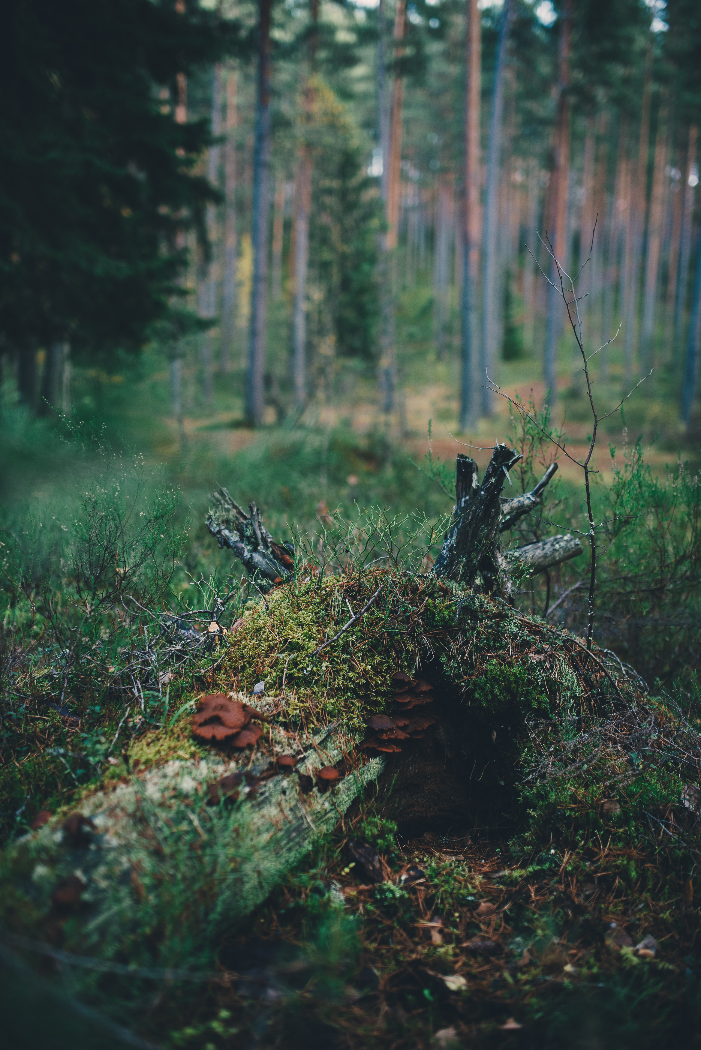 Deep forest. Фотограф Денис Неместо, портрет, репортаж