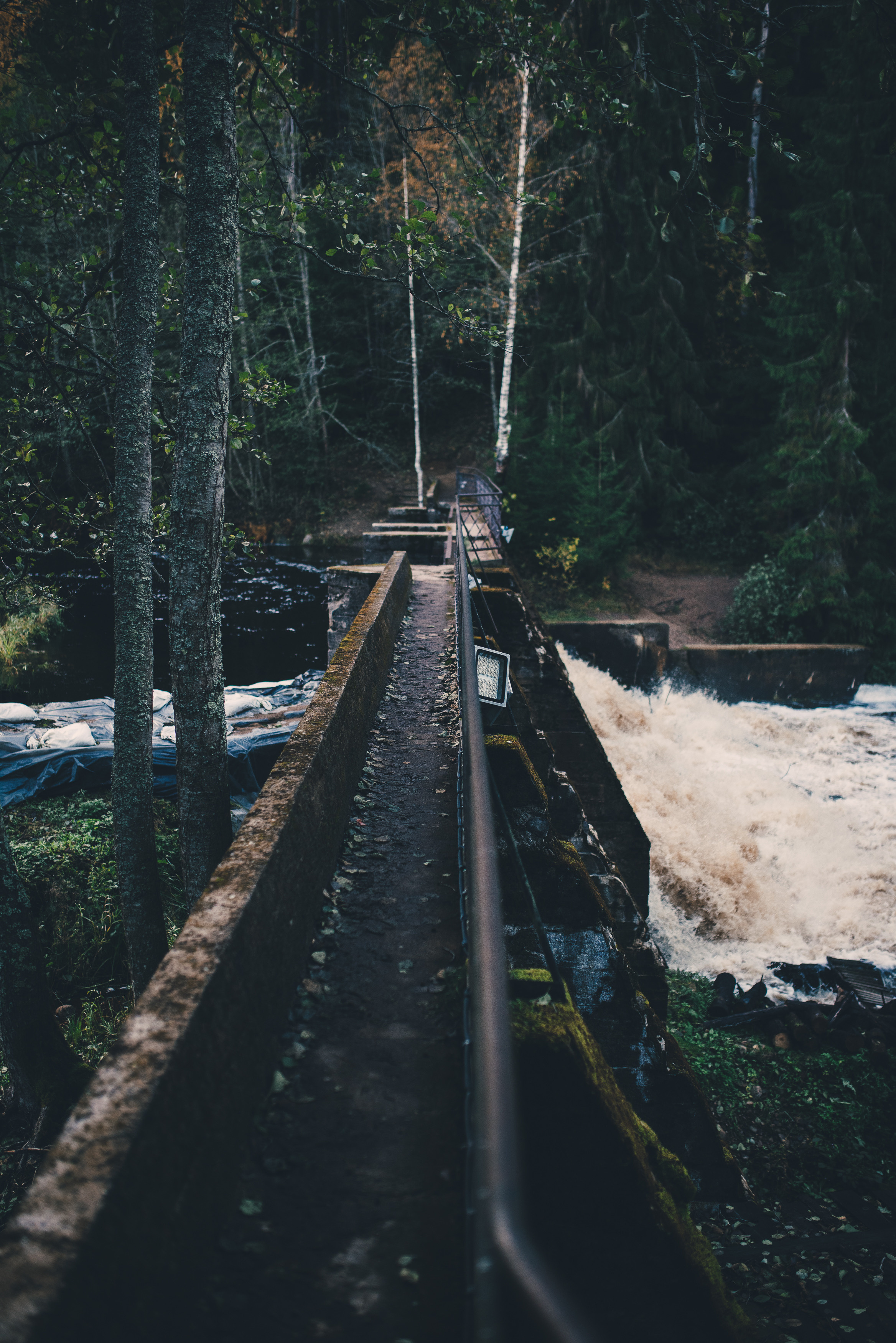 Deep forest. Фотограф Денис Неместо, портрет, репортаж