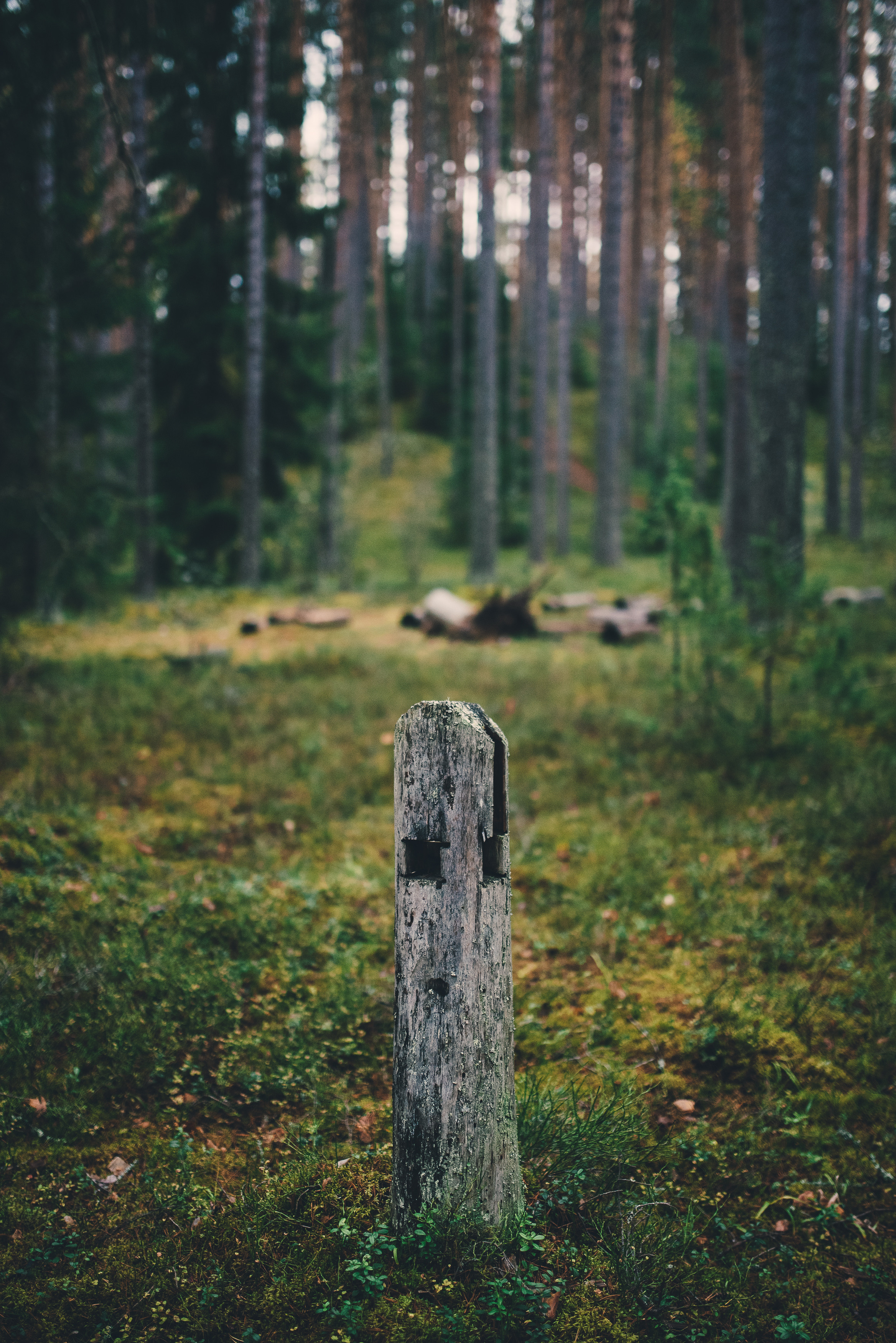 Deep forest. Фотограф Денис Неместо, портрет, репортаж