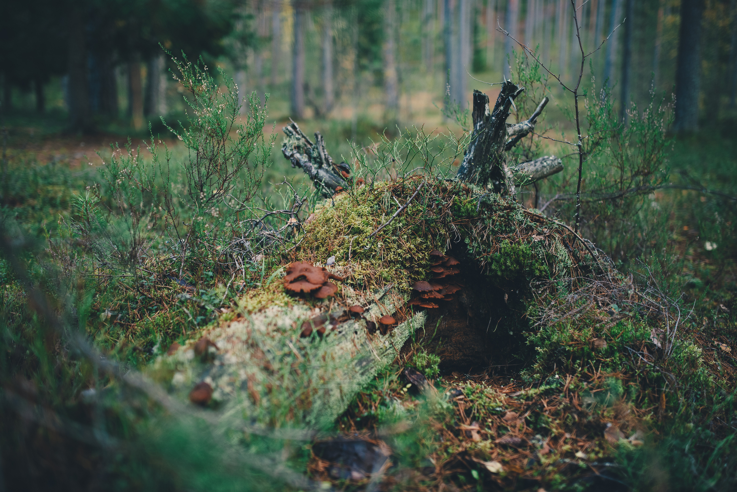 Deep forest. Фотограф Денис Неместо, портрет, репортаж