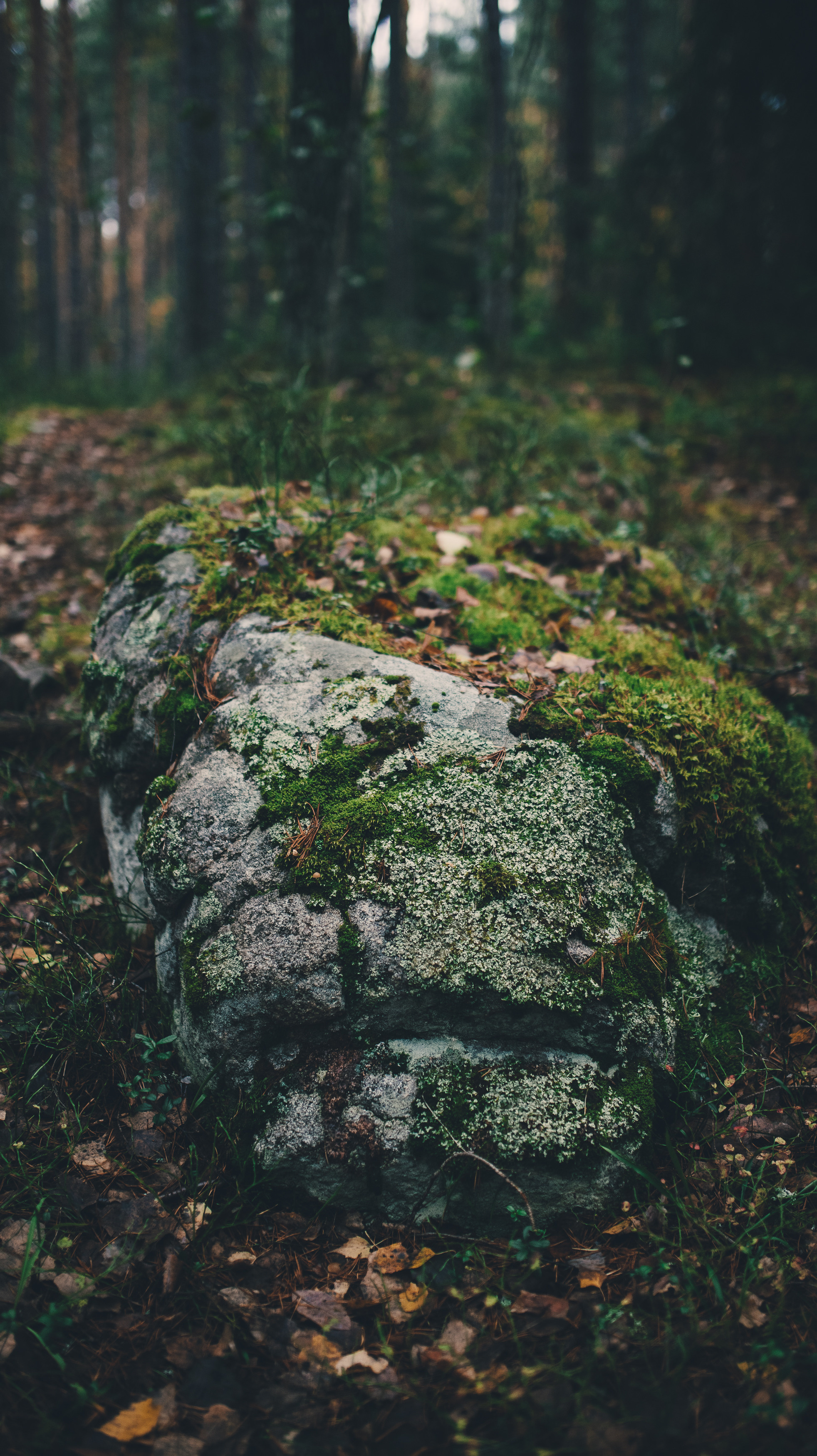 Deep forest. Фотограф Денис Неместо, портрет, репортаж