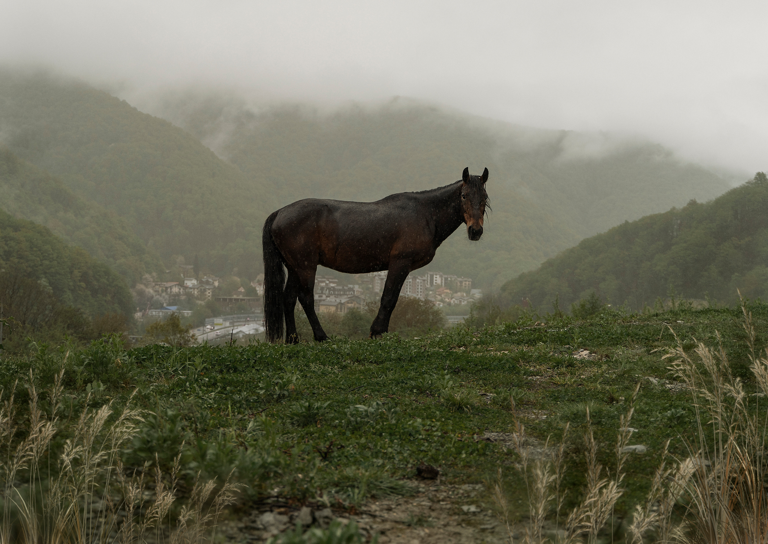 01.05.2022 г Красная Поляна, лошадки. Лариса Коновалова — портретный фотограф (Майкоп, Краснодар)