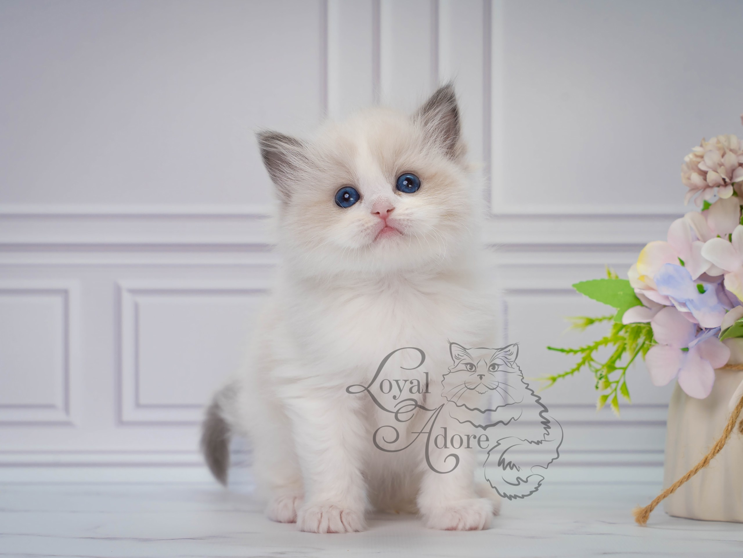 Котята рэгдолл от Loyal Adore. Питомник рэгдолл Loyal Adore