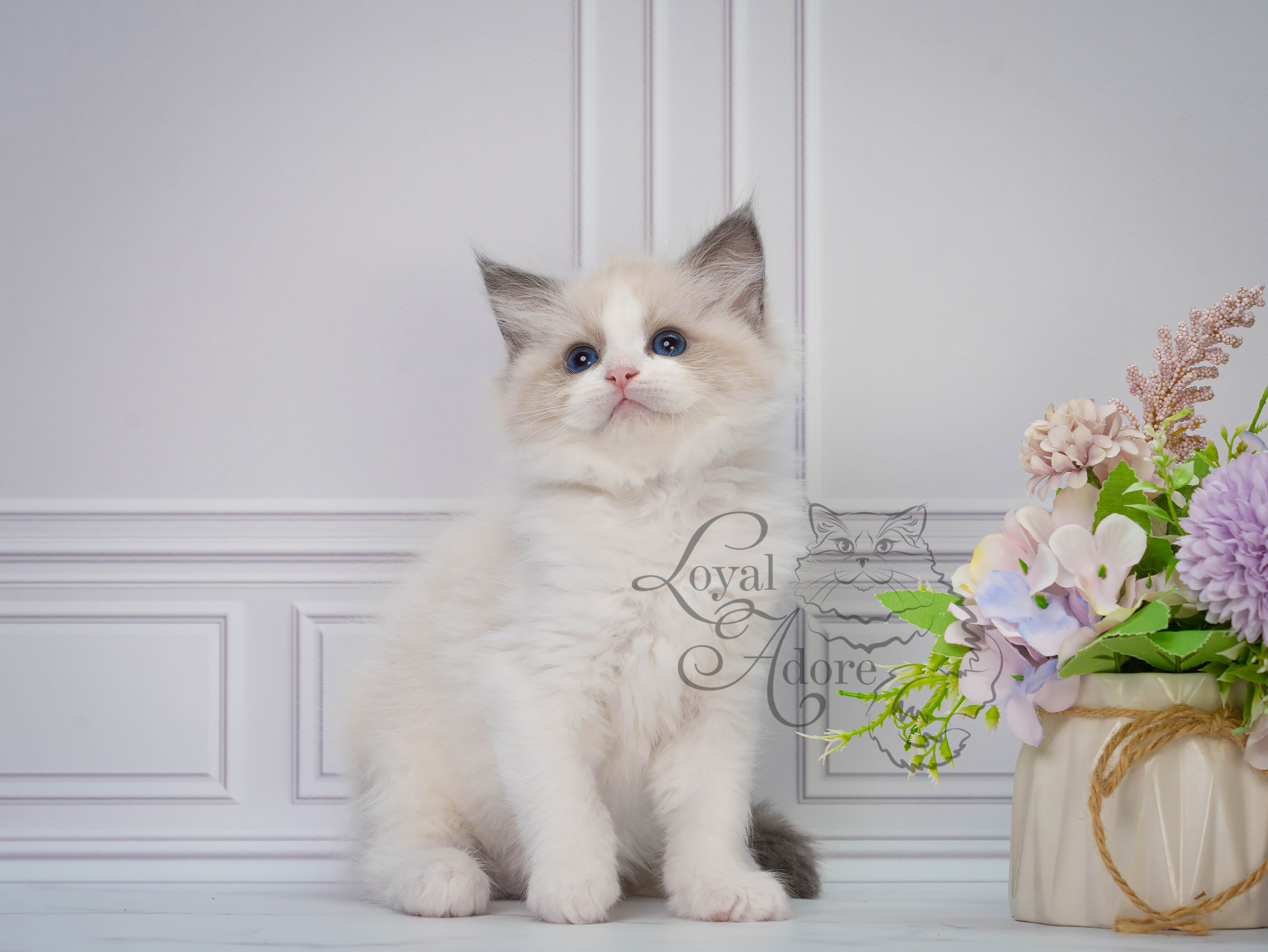 Котята рэгдолл от Loyal Adore. Питомник рэгдолл Loyal Adore