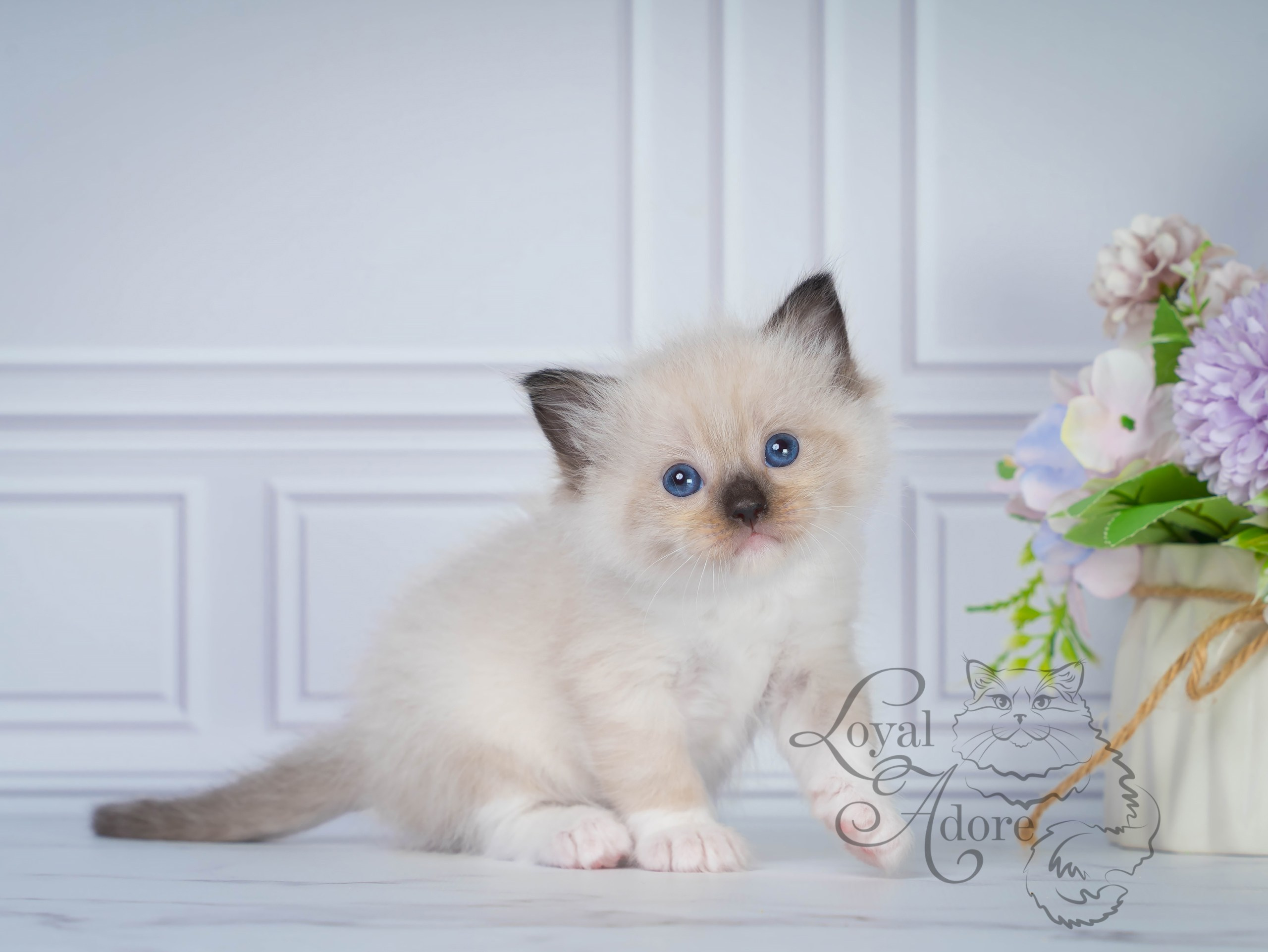 Все свободные котята. Питомник рэгдолл Loyal Adore