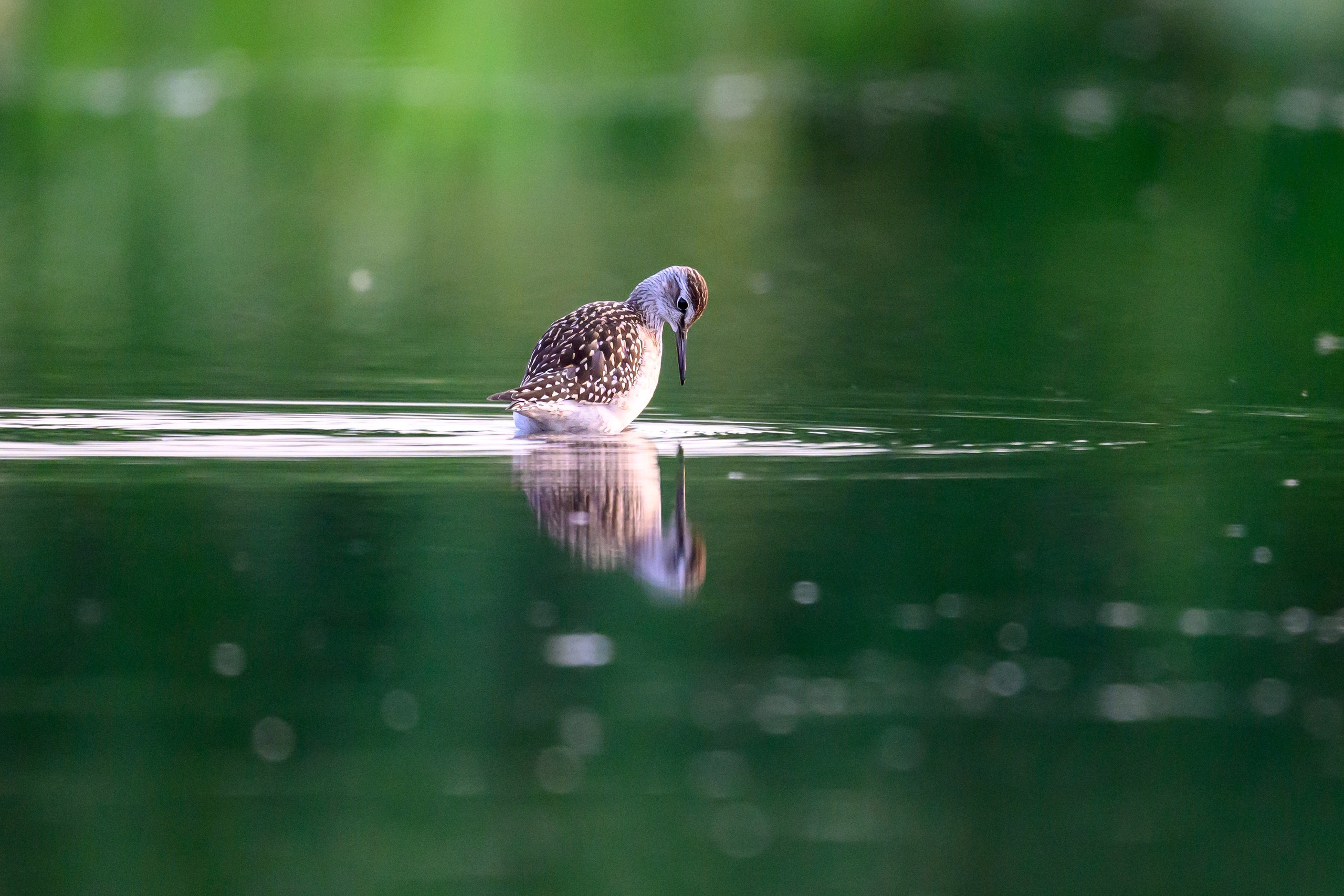Веретенники, фифи и турухтаны. Godwits, Wood sandpipers and Ruffs. Фотограф Сергей Пупонин