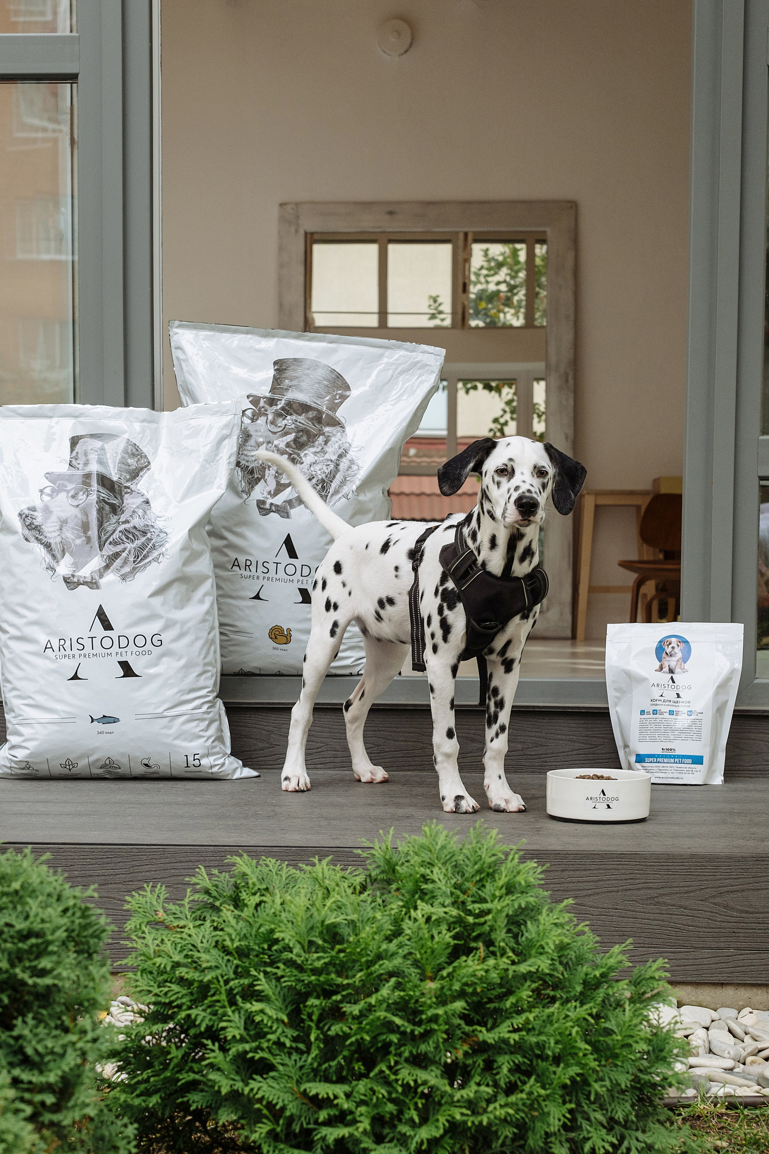 ARISTODOG. Фотограф и видеограф Анна Жагорина