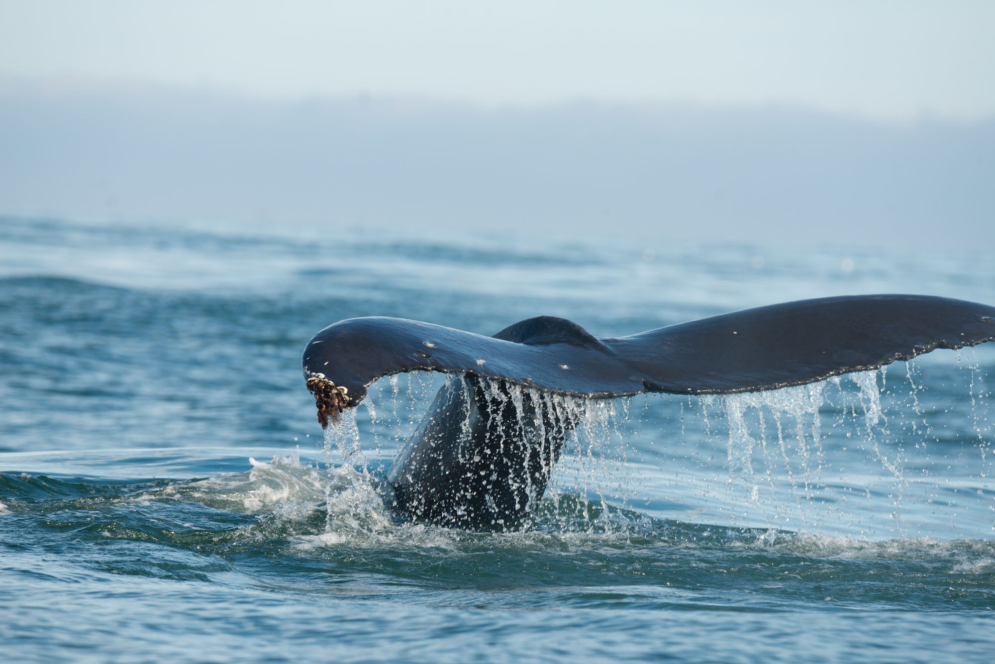 Фотоэкспедиция по Шантарам, к острову Ионы и полуострову Кони