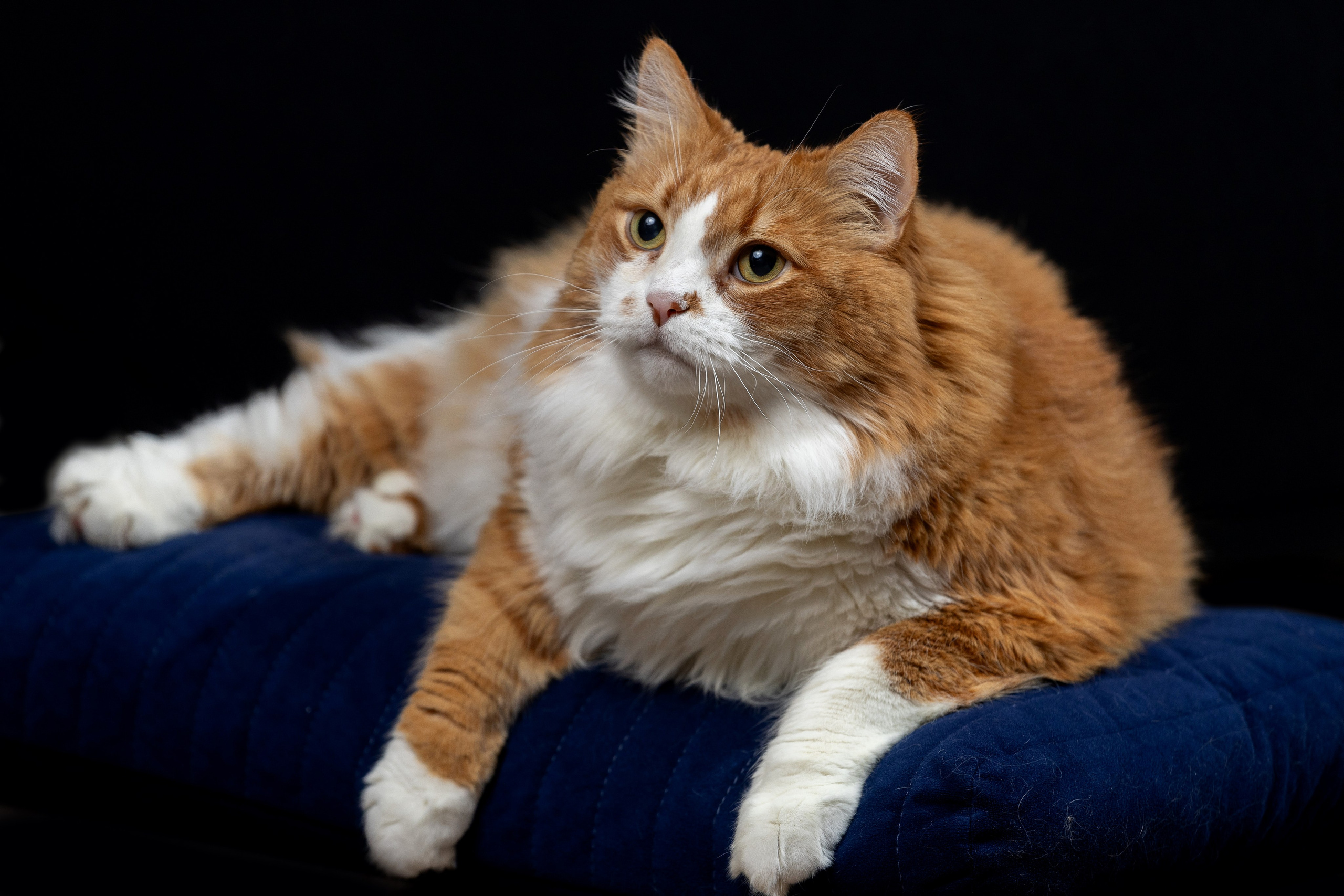 Котосессия Тимоша. Фотограф. Спорт, репортаж, предметная съемка