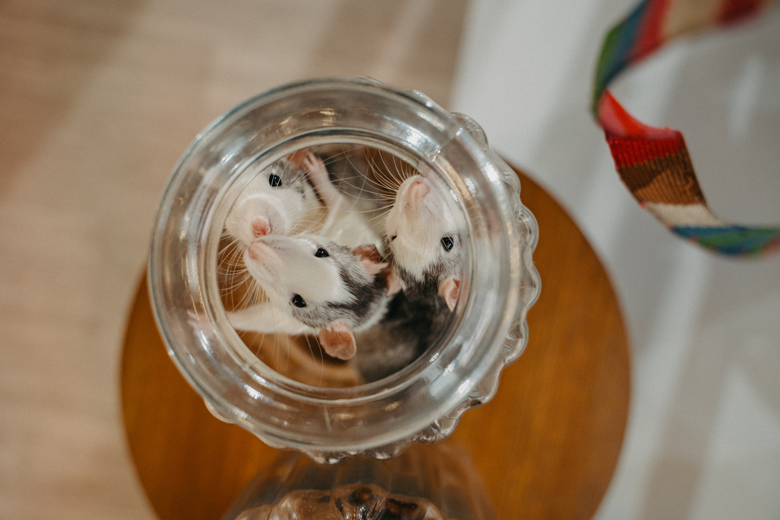 День рождения Дианы. Выпускные альбомы для детского сада и школы в Красноярске Мария Русяев