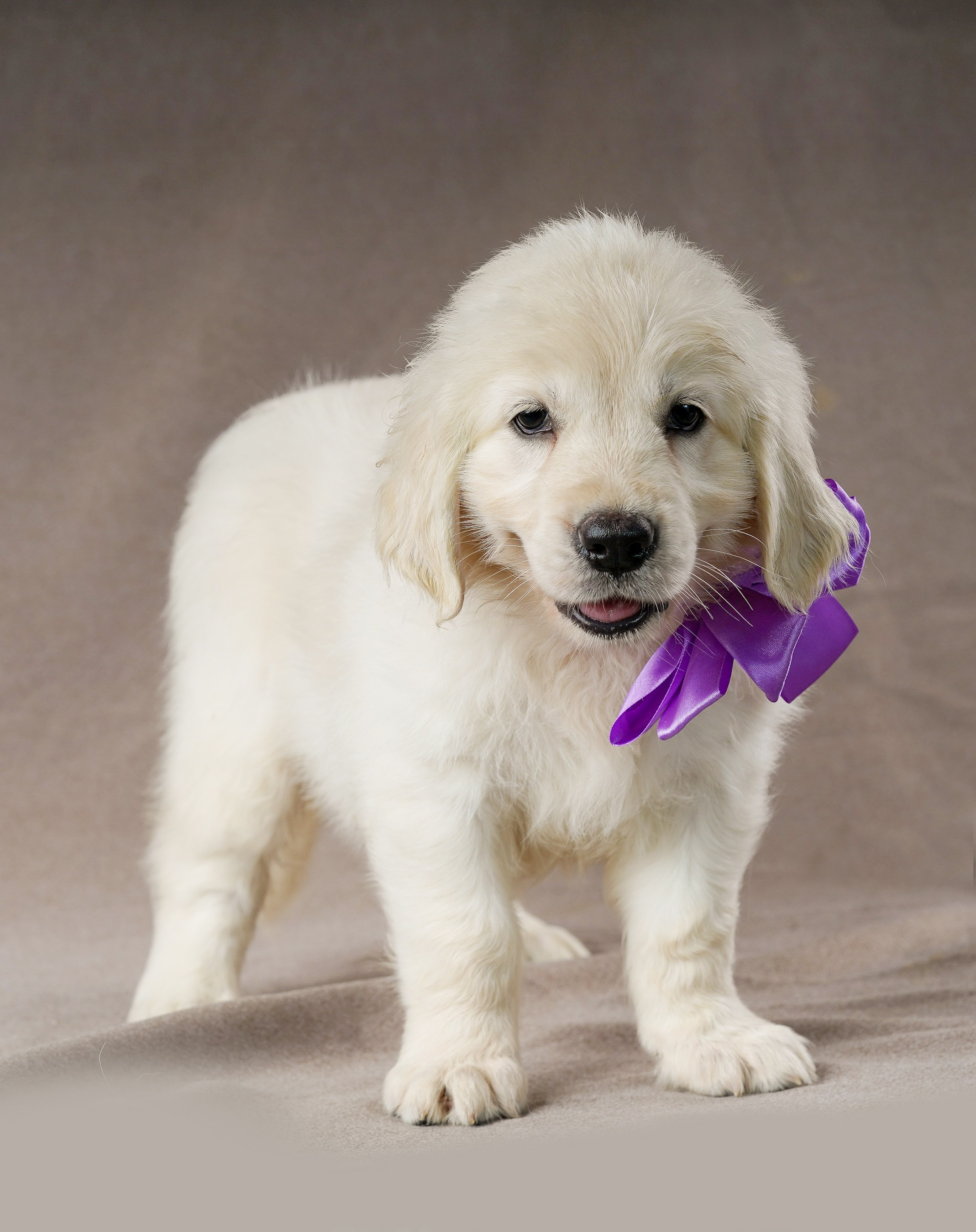 съемка собак, съемка щенков , съемка собак для авито, съемка щенков для авито, грумминг, фотограф животных. фотограф собак,съемка собак Нижний Новгород, съемка собак Бор,