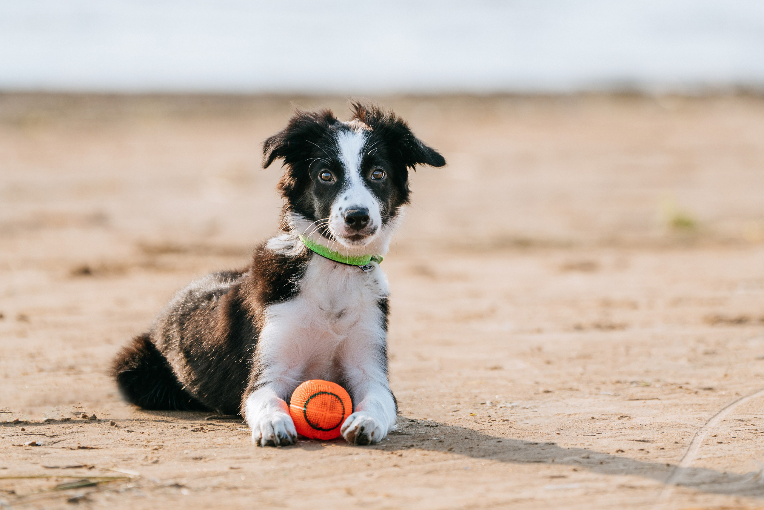 Фотосессия со щенками колли. Фотограф анималист в Спб недорого Олеся Майорова