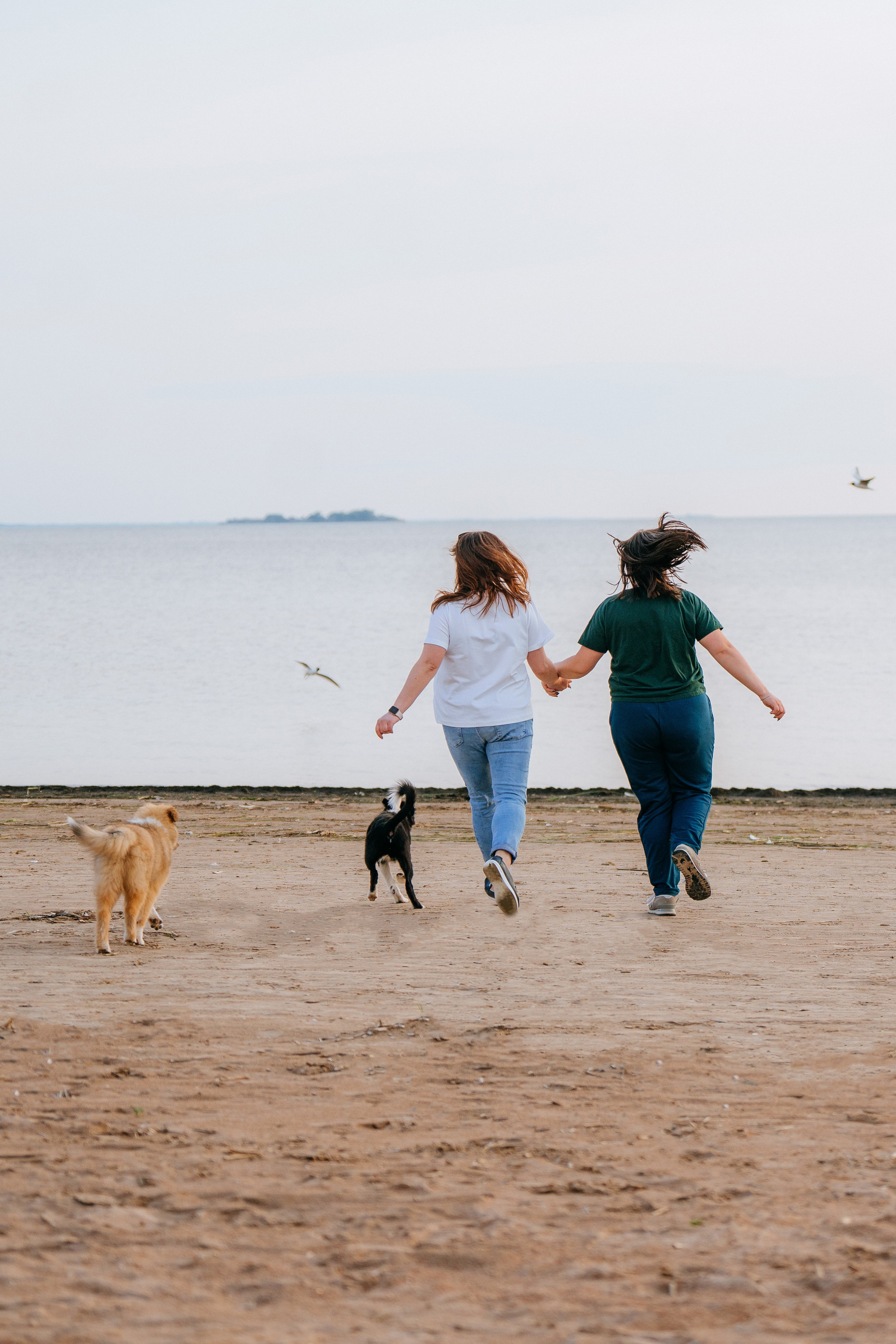 Фотосессия со щенками колли. Фотограф анималист в Спб недорого Олеся Майорова