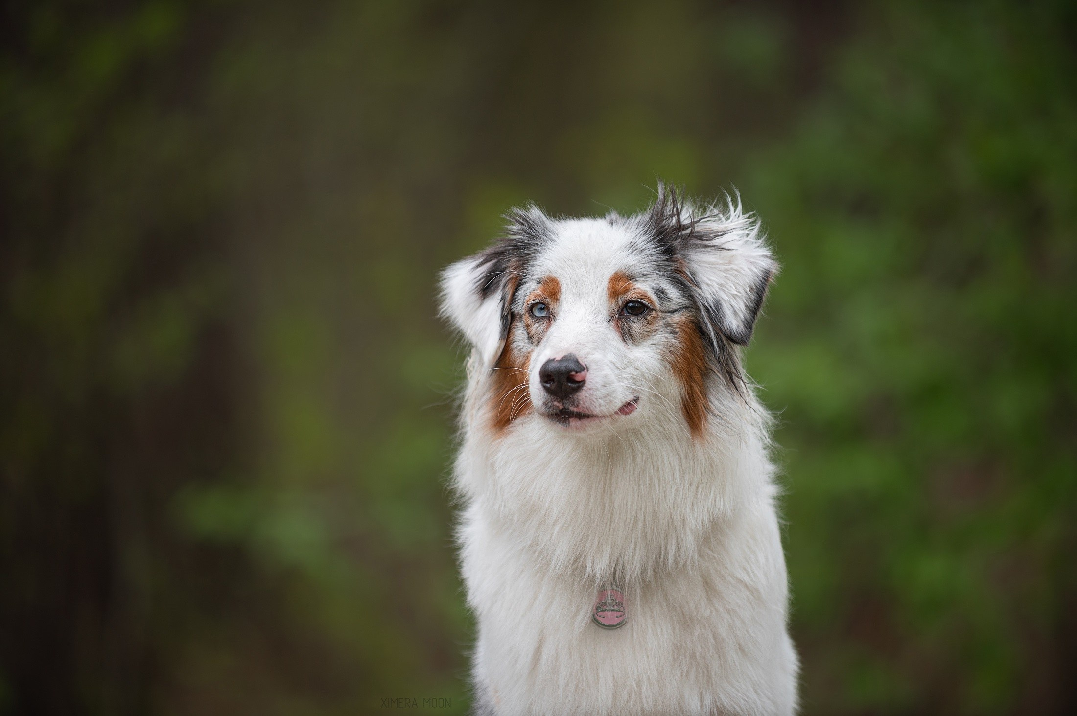 Кайса. BLGKV питомник собак