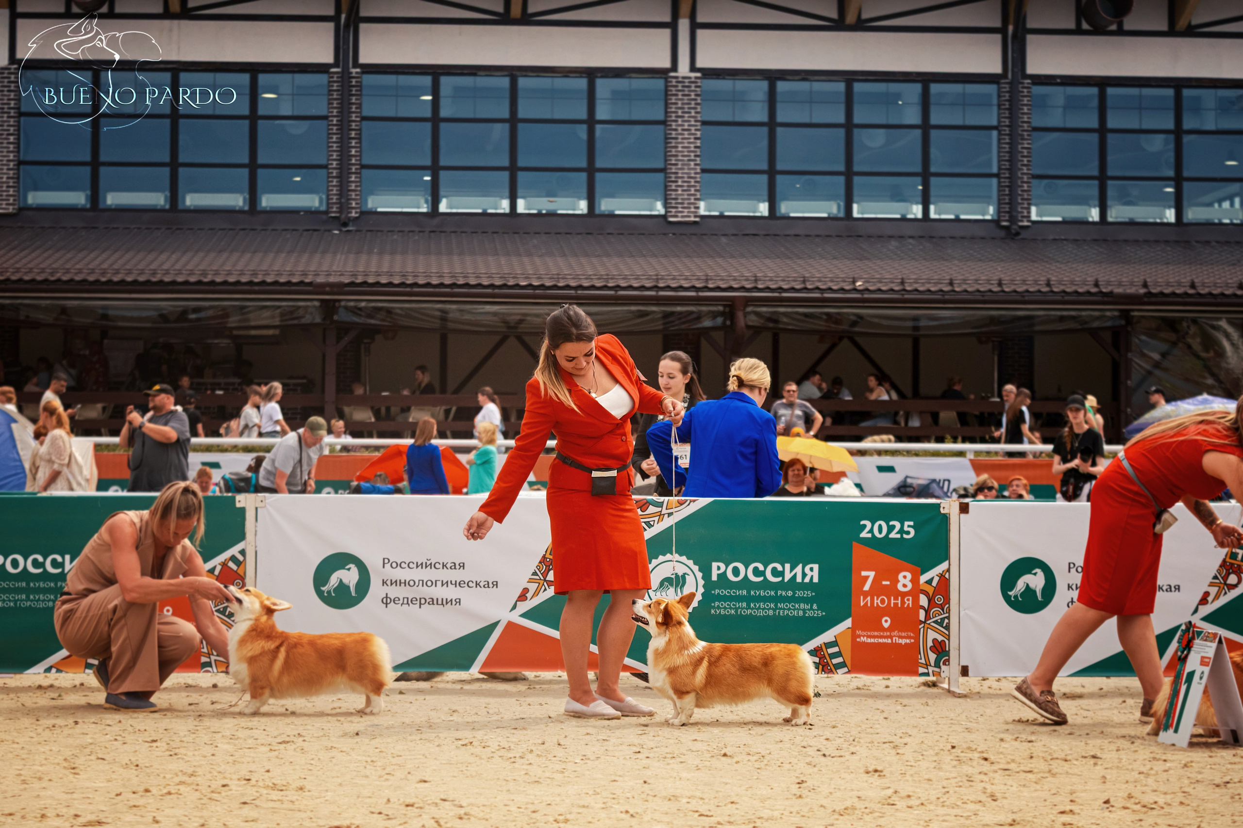 Собаки питомника Bueno Pardo. Питомник собак Акита, Хаски, Корги