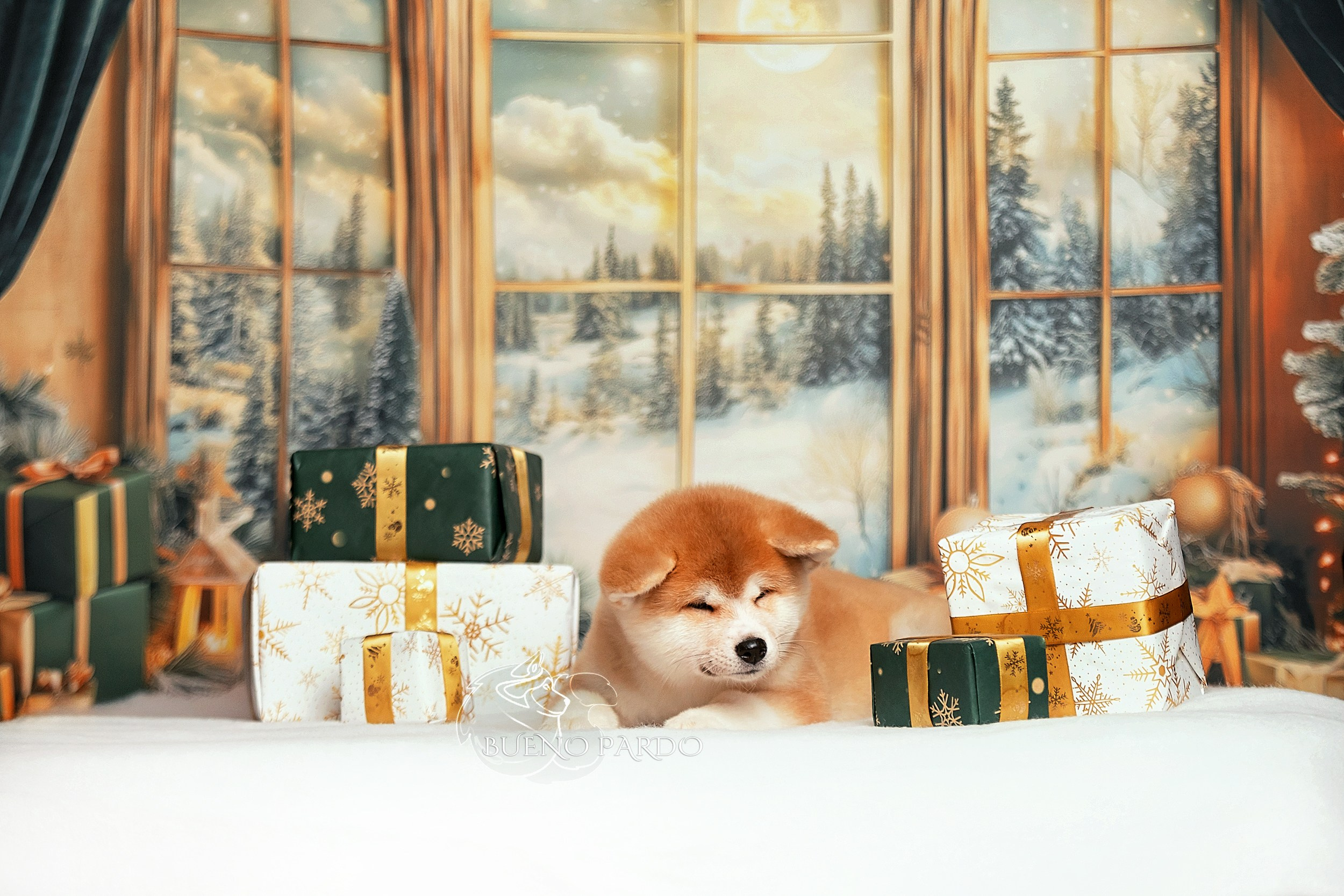 Щенки японской акита ину из питомника. Питомник собак Акита, Хаски, Корги