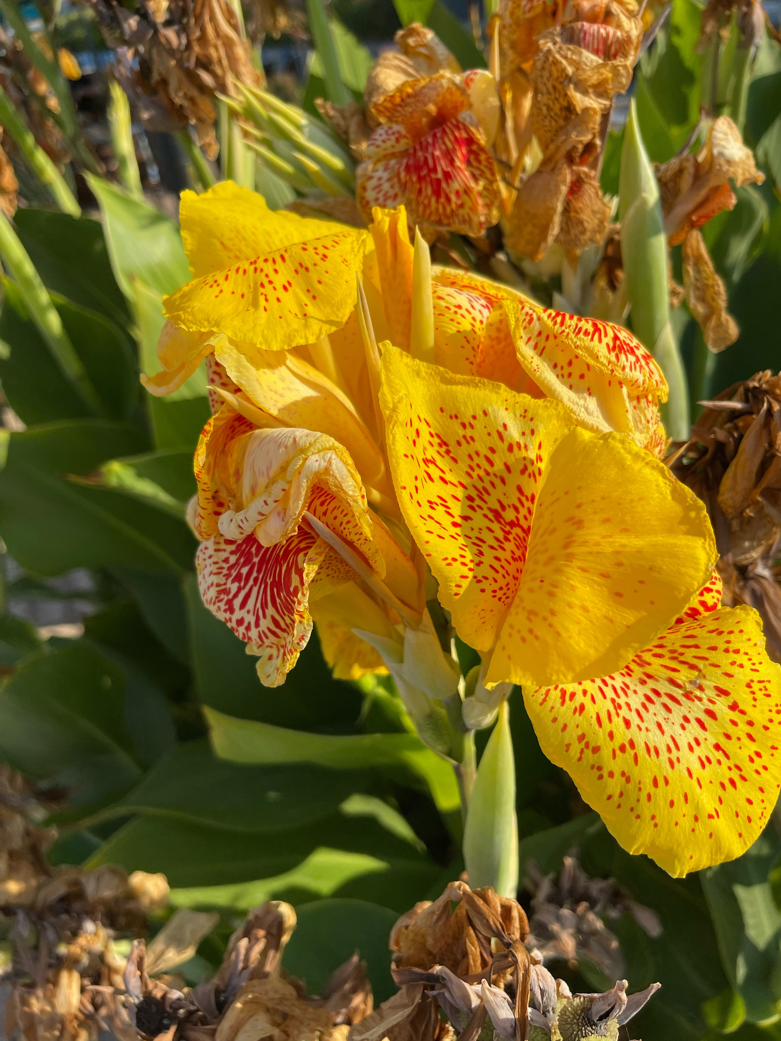 HEYDAY. Daria Blinova