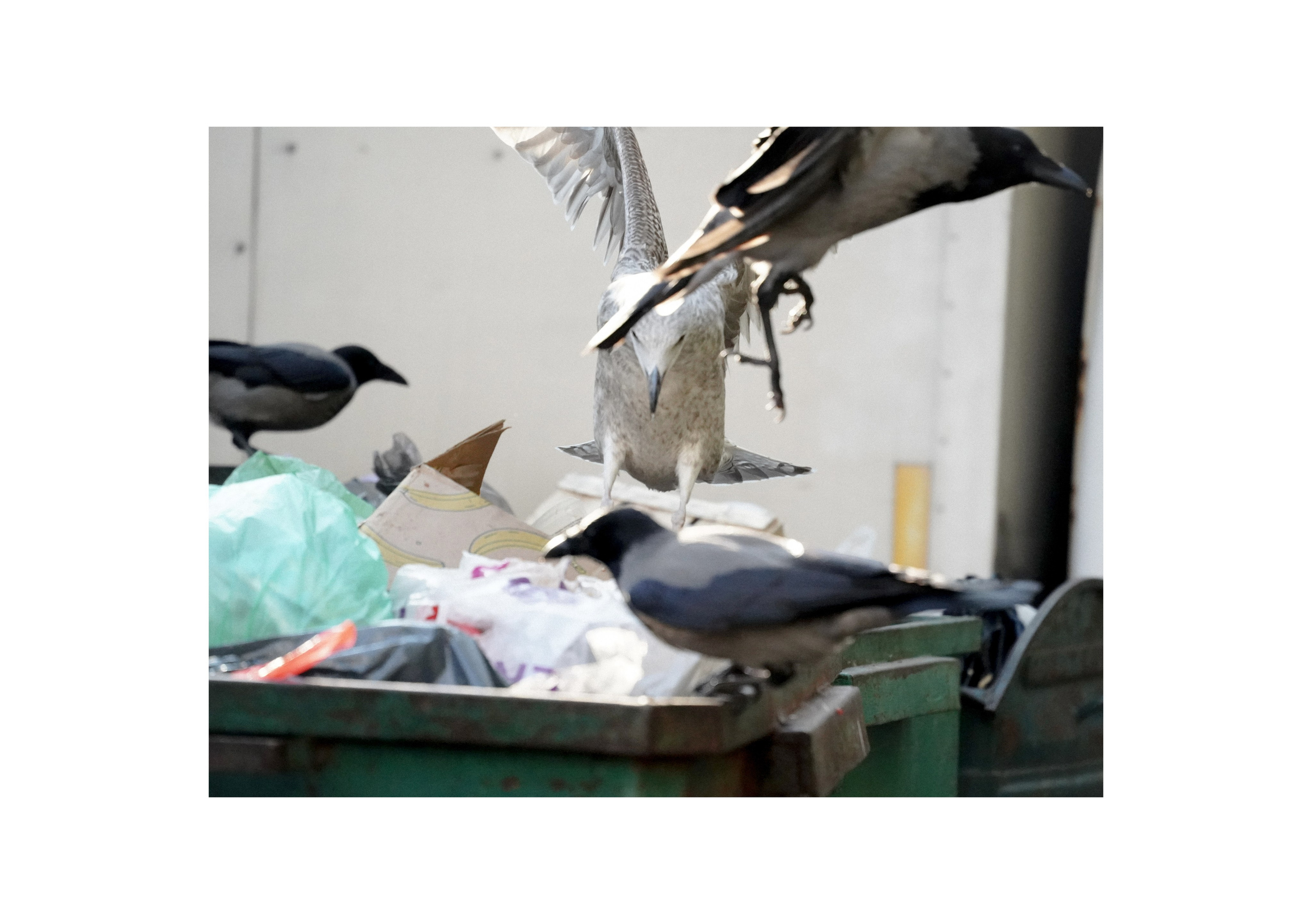 Дабрабыт. 2025— сейчас. Pasha Borisenko