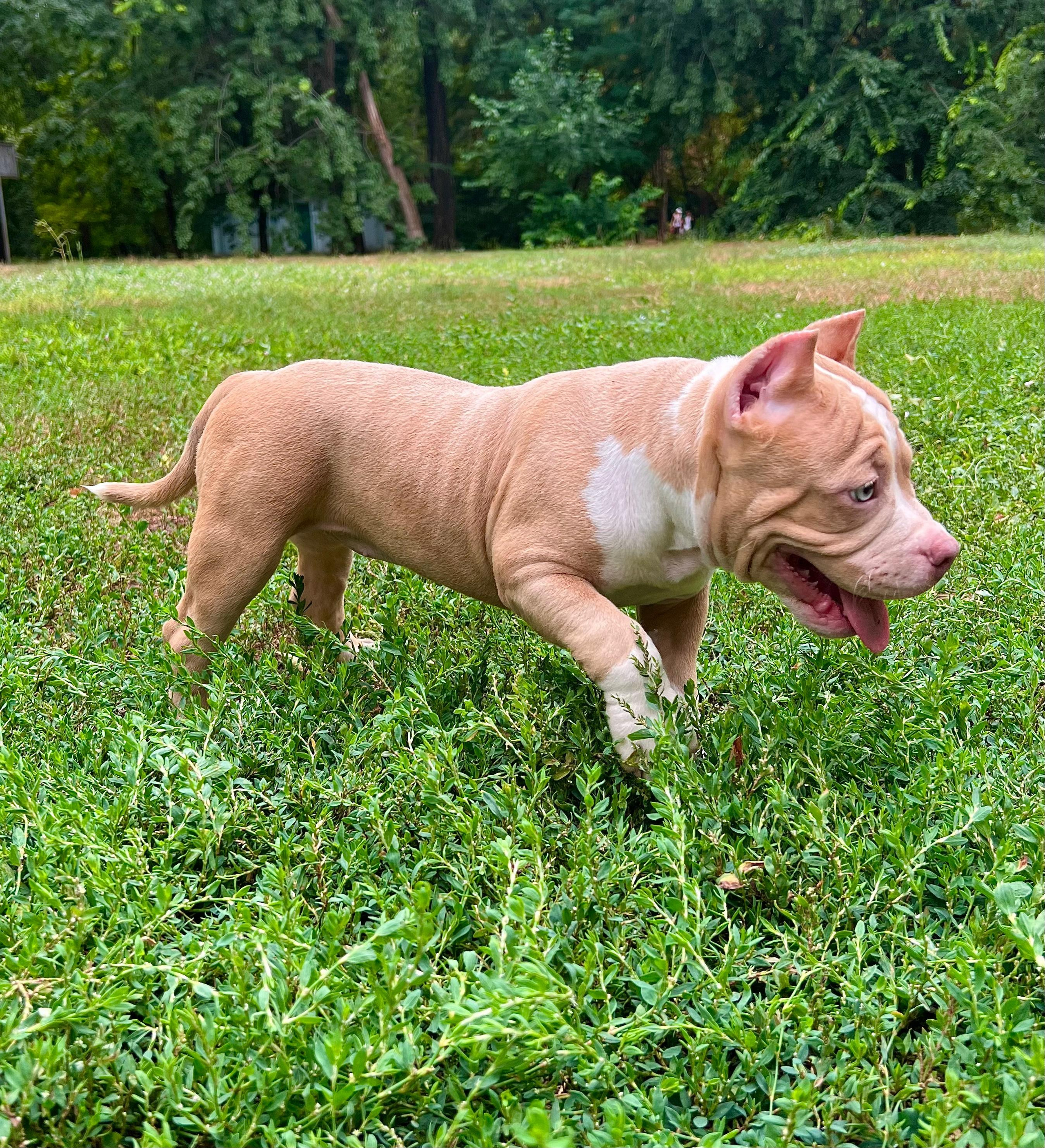 Помет Каспер и Адель. 08.05.25. Американский Булли в г. Ростов-на-Дону. Питомник THE POWER OF SIBERIA