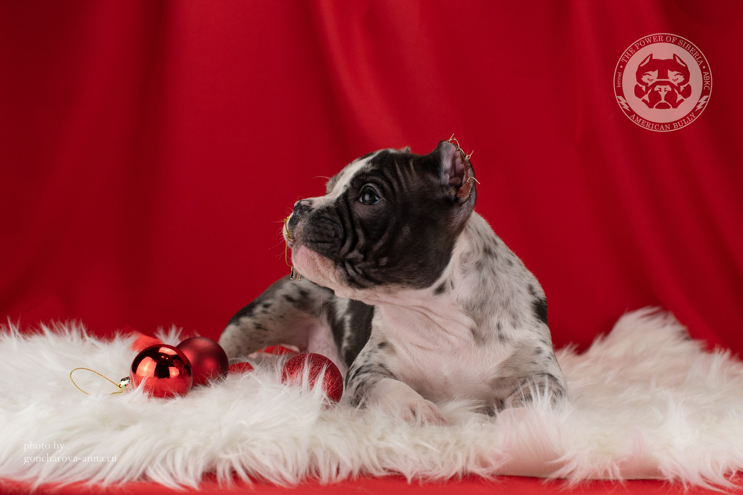купить щенка в официальном питомнике American Bully в Тюмени