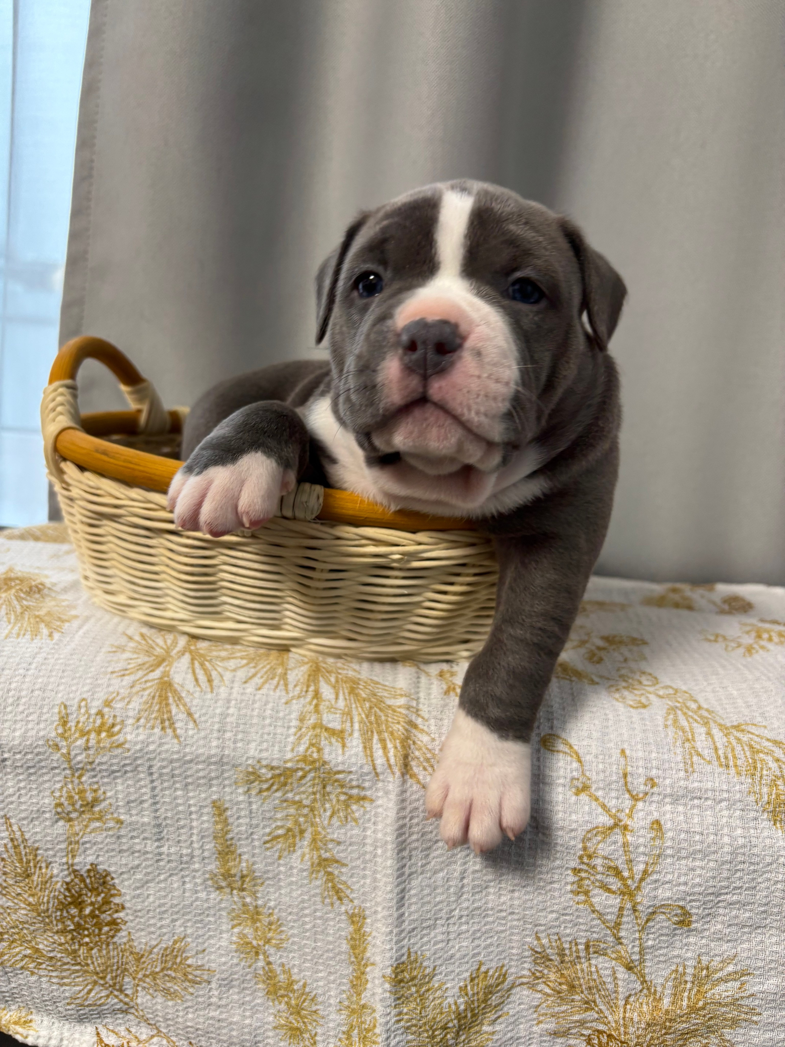 Помет Рич и Дося 04.02.25. Американский Булли в г. Ростов-на-Дону. Питомник THE POWER OF SIBERIA