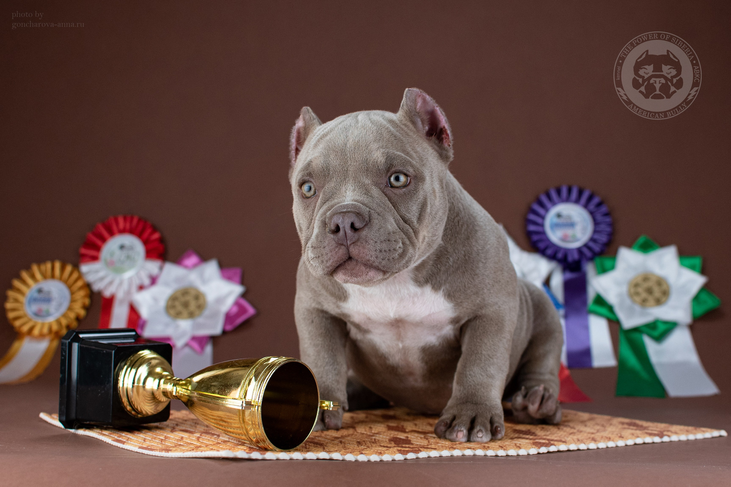 официальный питомник Американского Булли в Санкт-Петербурге