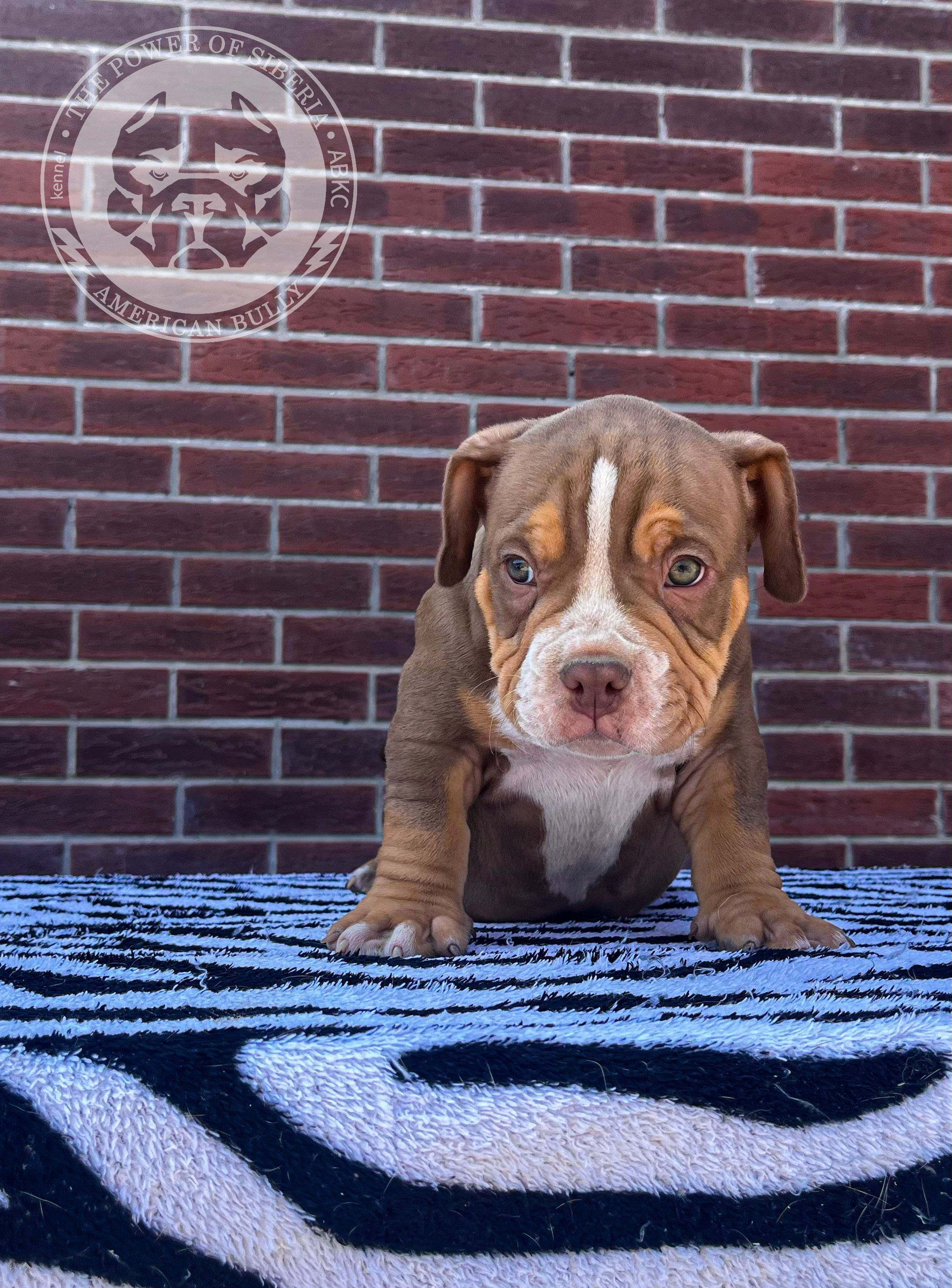 Помет Каспер и Асти. 13.04.25. Американский Булли в г. Ростов-на-Дону. Питомник THE POWER OF SIBERIA