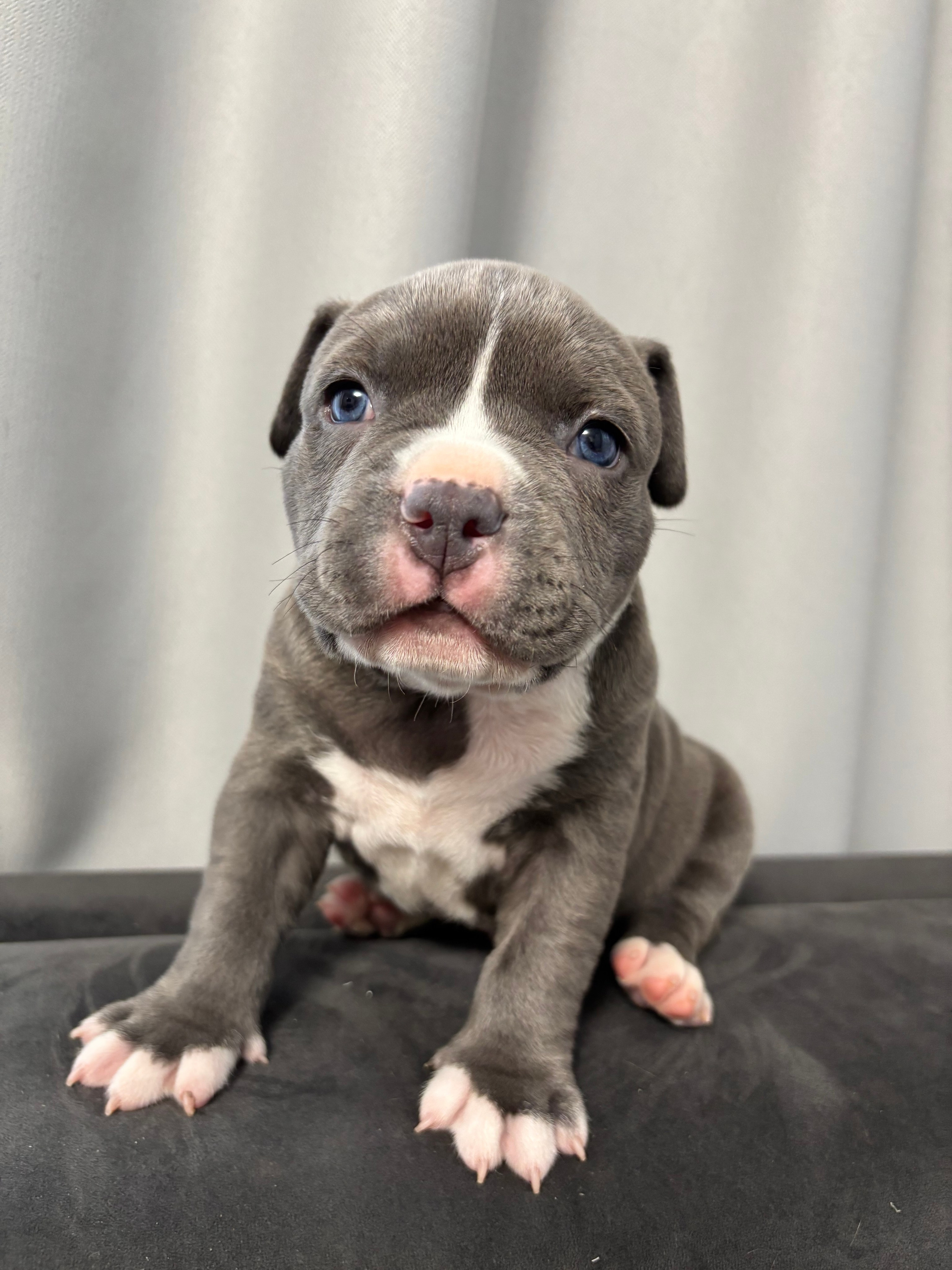 Помет Рич и Дося 04.02.25. Американский Булли в г. Ростов-на-Дону. Питомник THE POWER OF SIBERIA