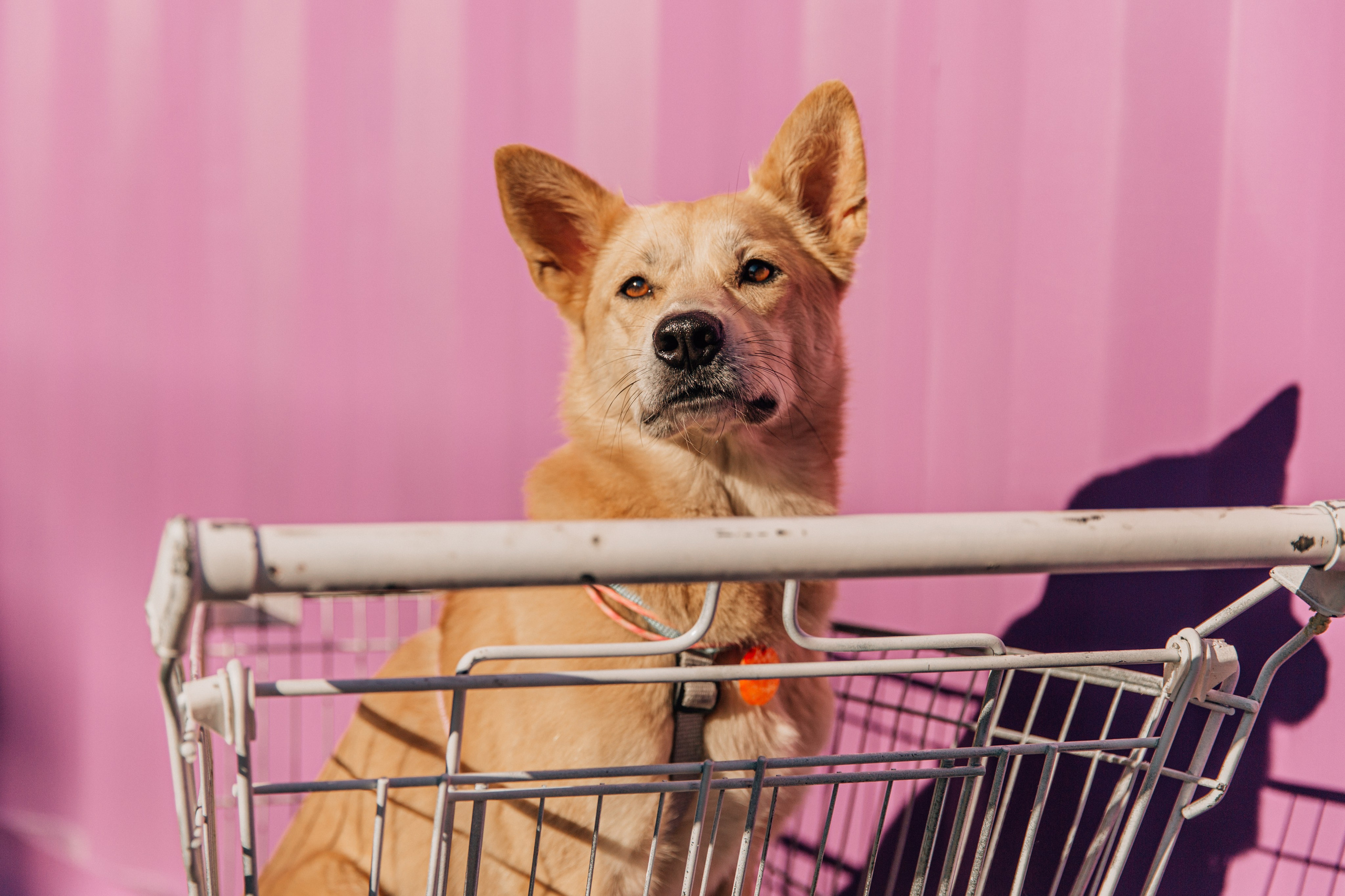 Фотограф-анималист в Москве Соломонова Варвара