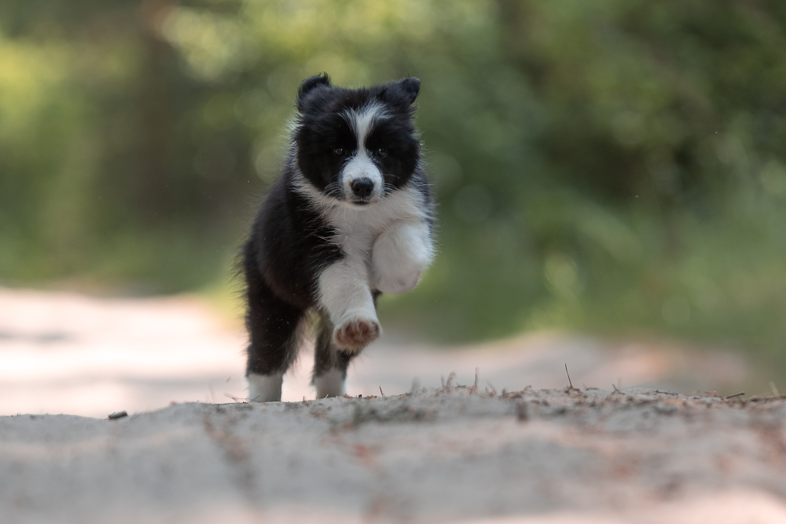 Бордеры. Купить щенка Вельш-корги-кардиган в семейном питомнике — Ice Fantasy