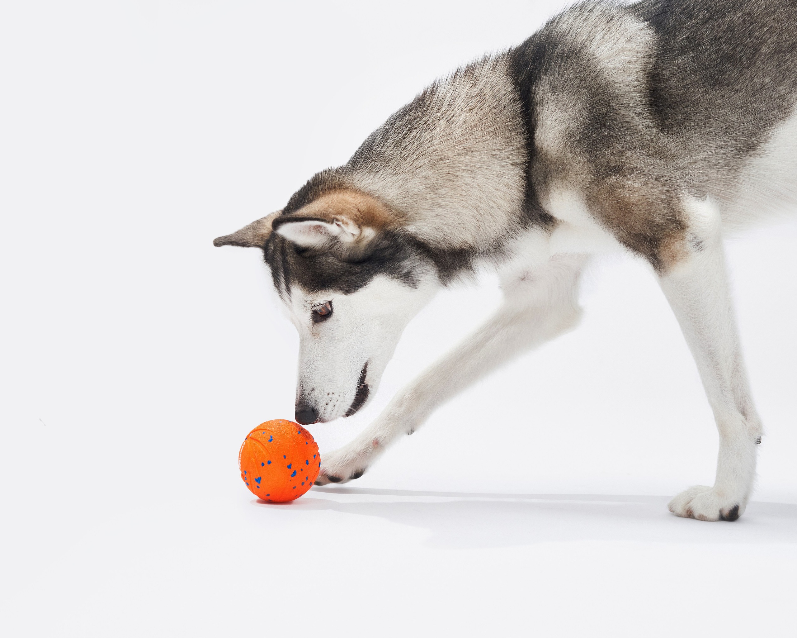 Pet Advertising Photography | Commercial Shoots with Dogs & Cats. Dog photographer Averianova Anna — Art photography of dogs
