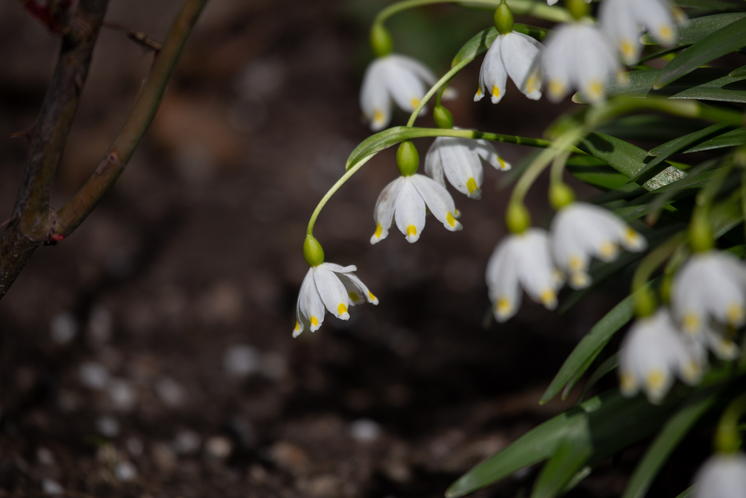 Весенняя фотопрогулка. Главная