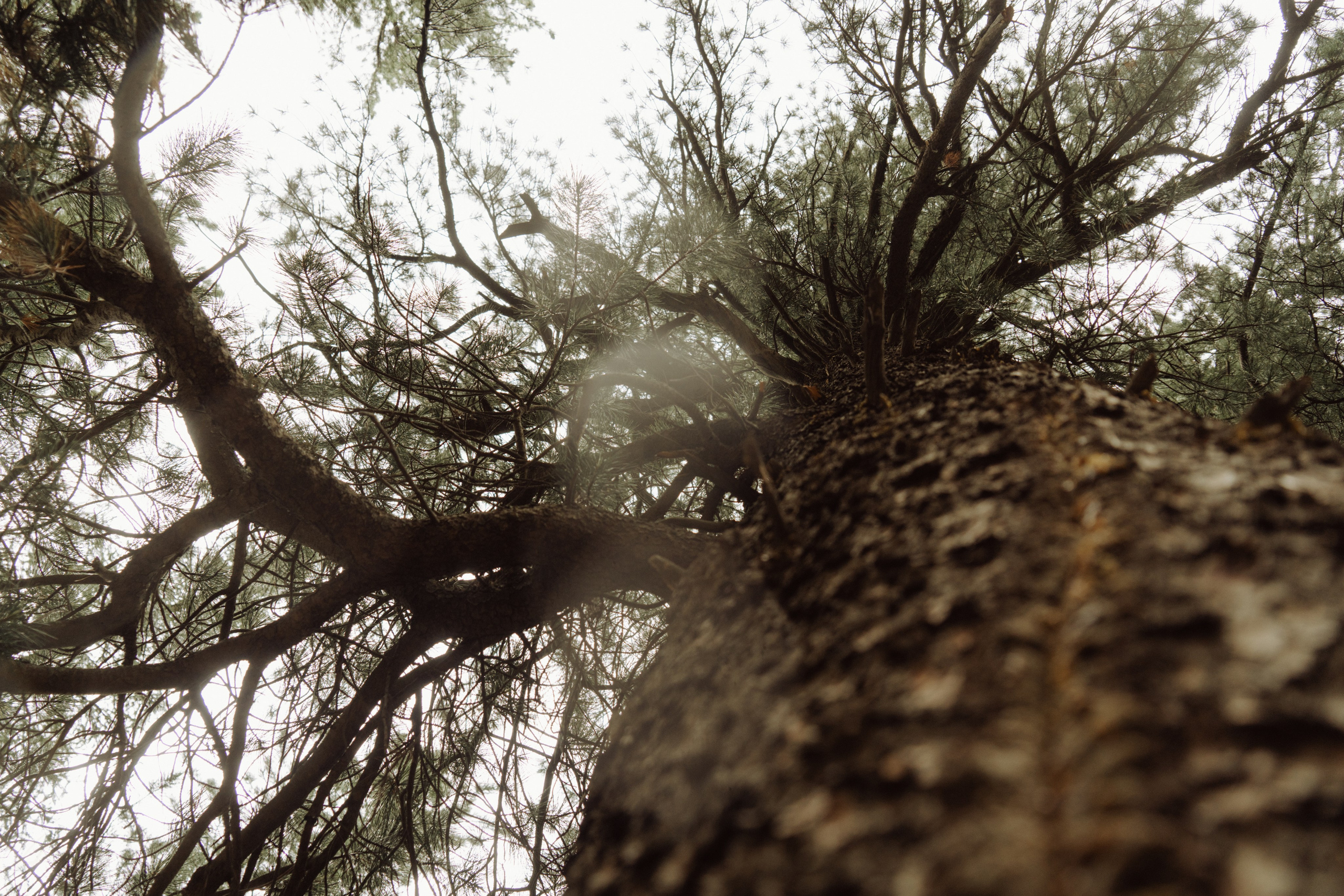 Алтай 2025. Лиза Фирстова