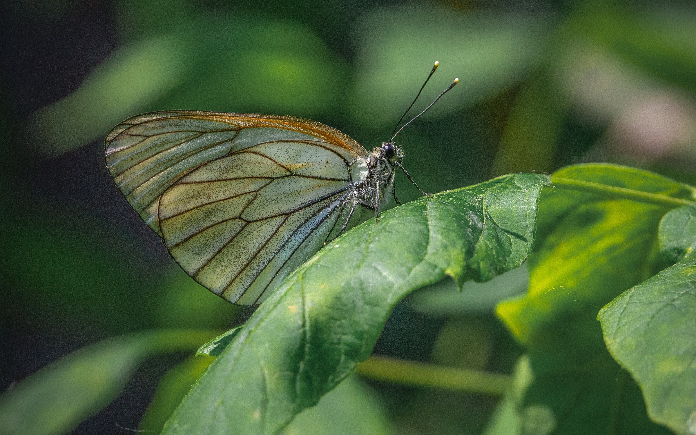 О нашествии бабочек боярышниц