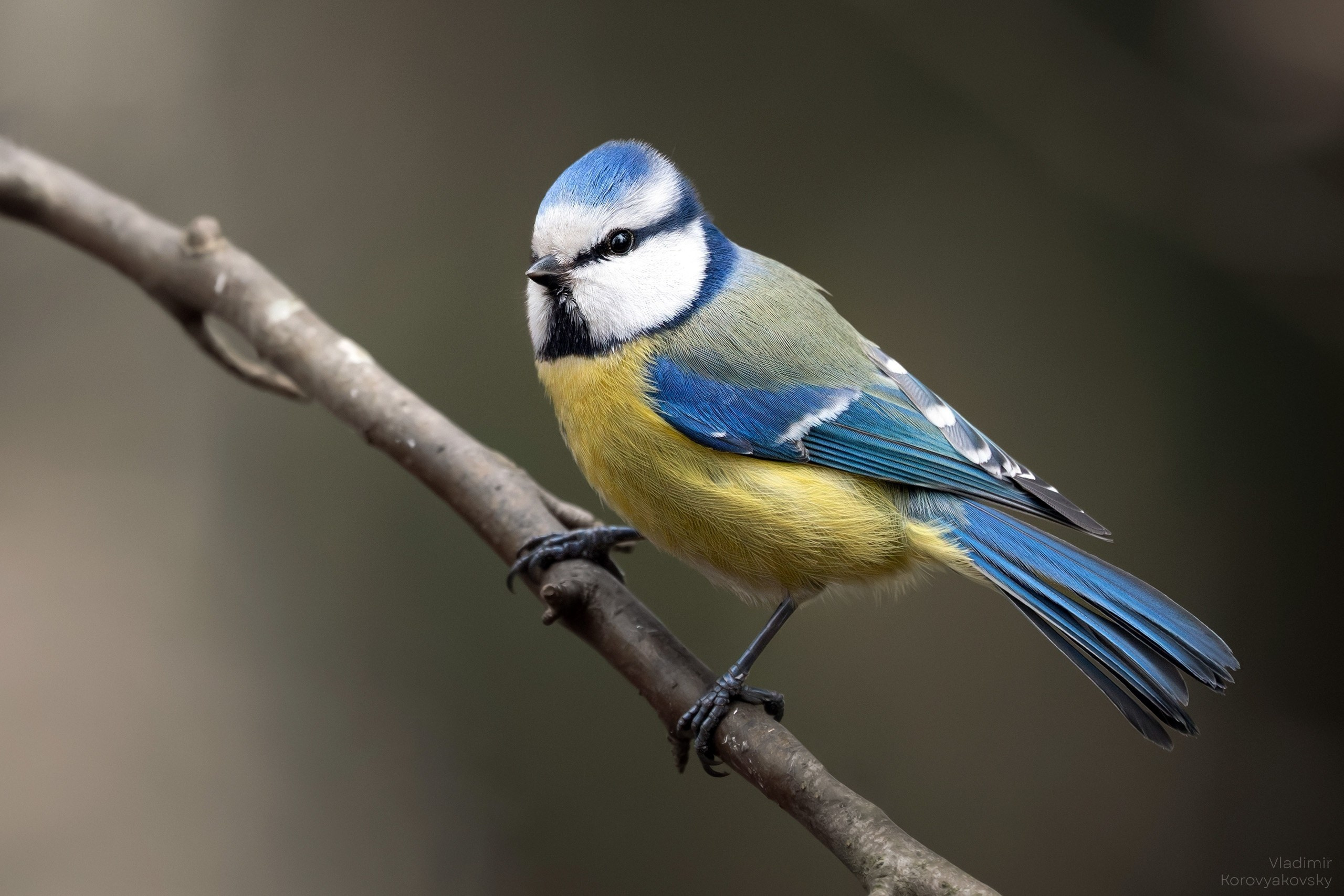 Животные. Фотограф Владимир Коровяковский