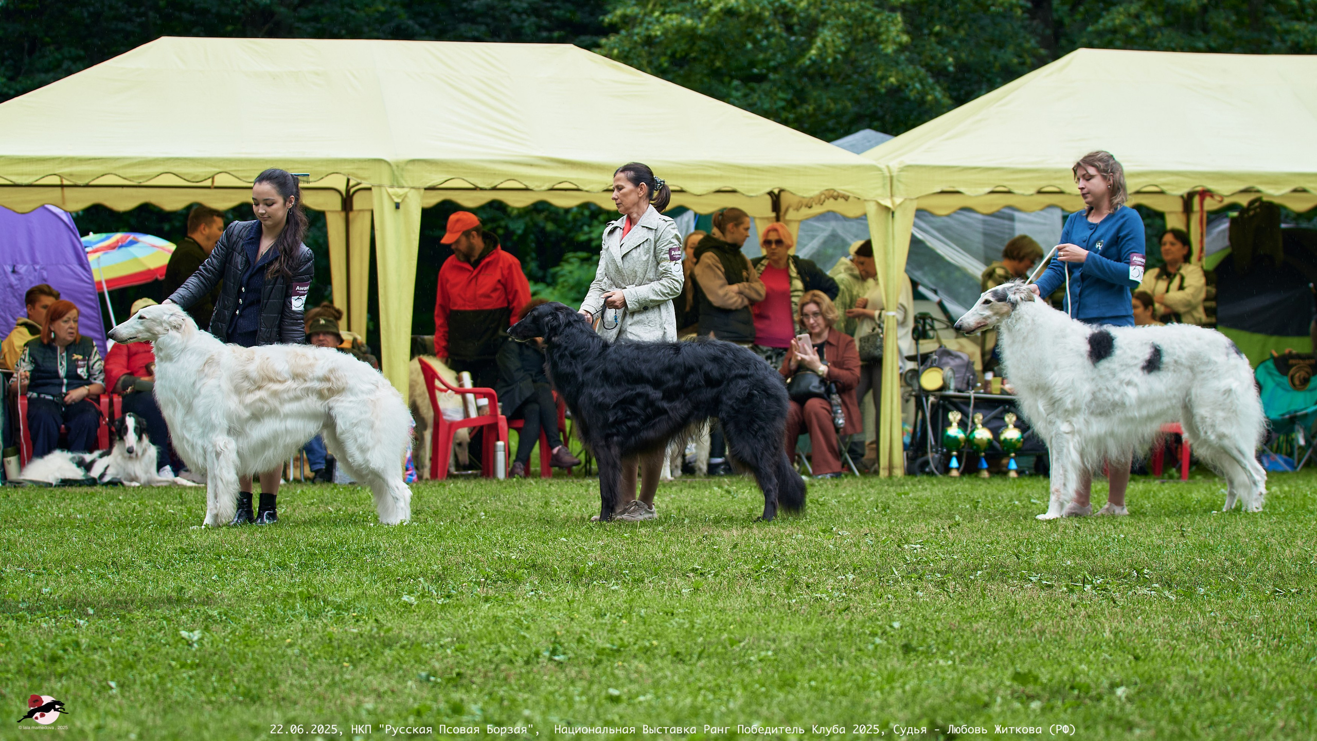 22.06.2025 | Национальная Выставка НКП "Русская Псовая Борзая"